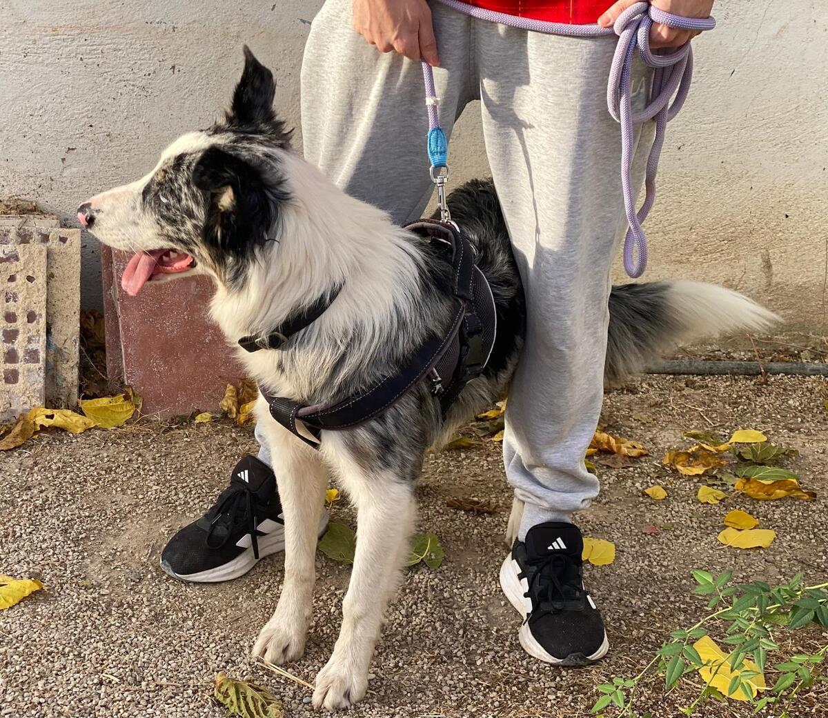Adoption Pitt