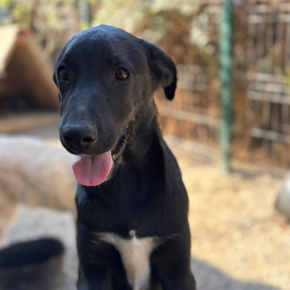 Adoption Sinca
