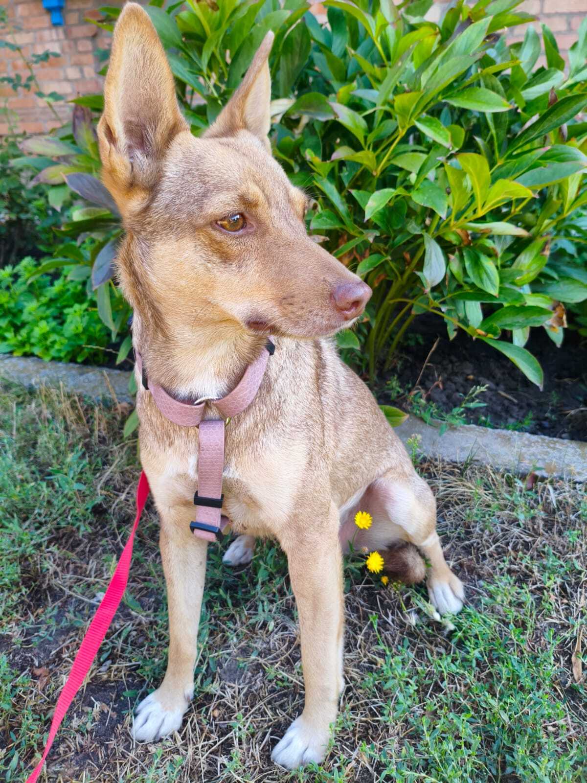 Adoption Gera