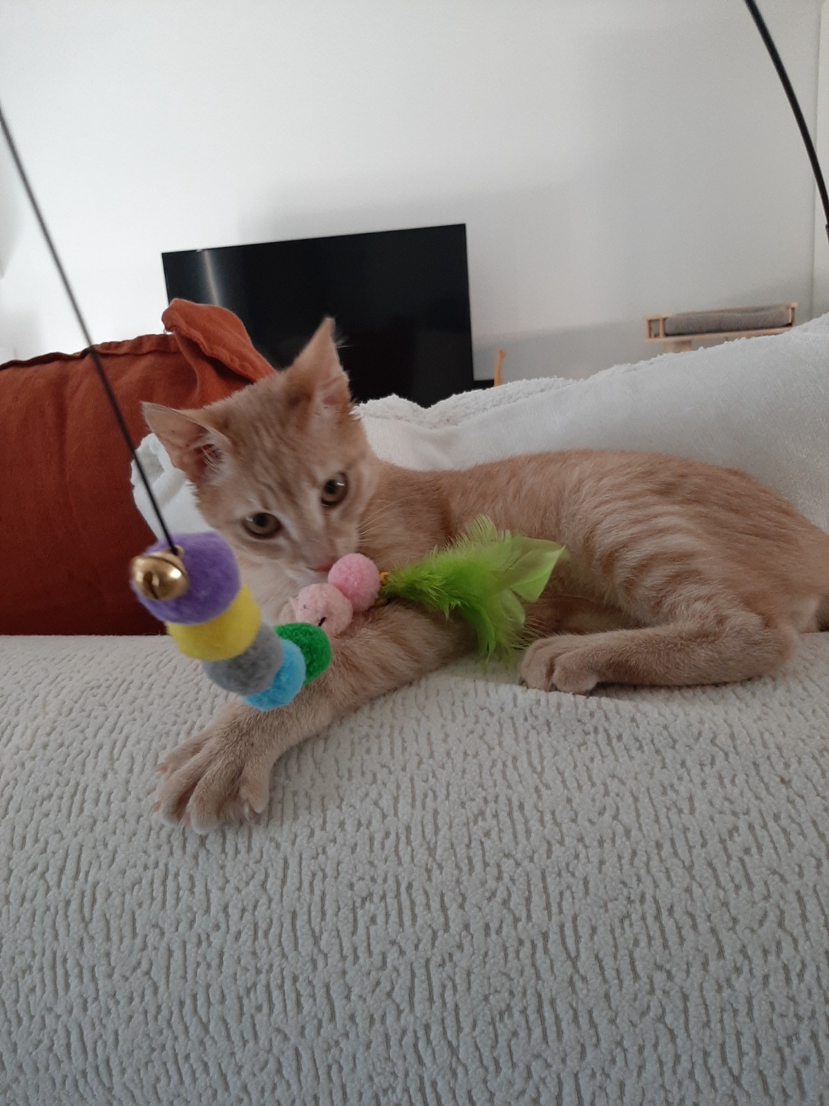 Adoption Maïqui