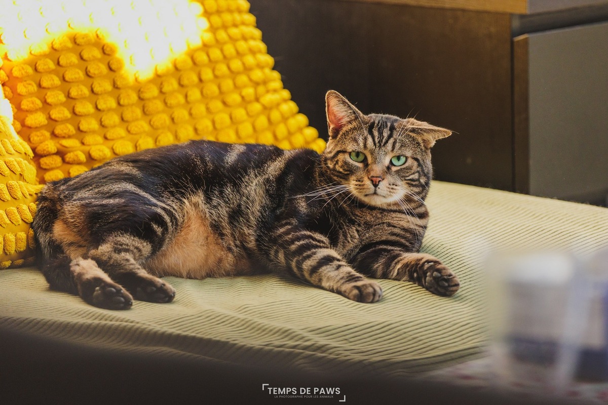 Adoption Einstein