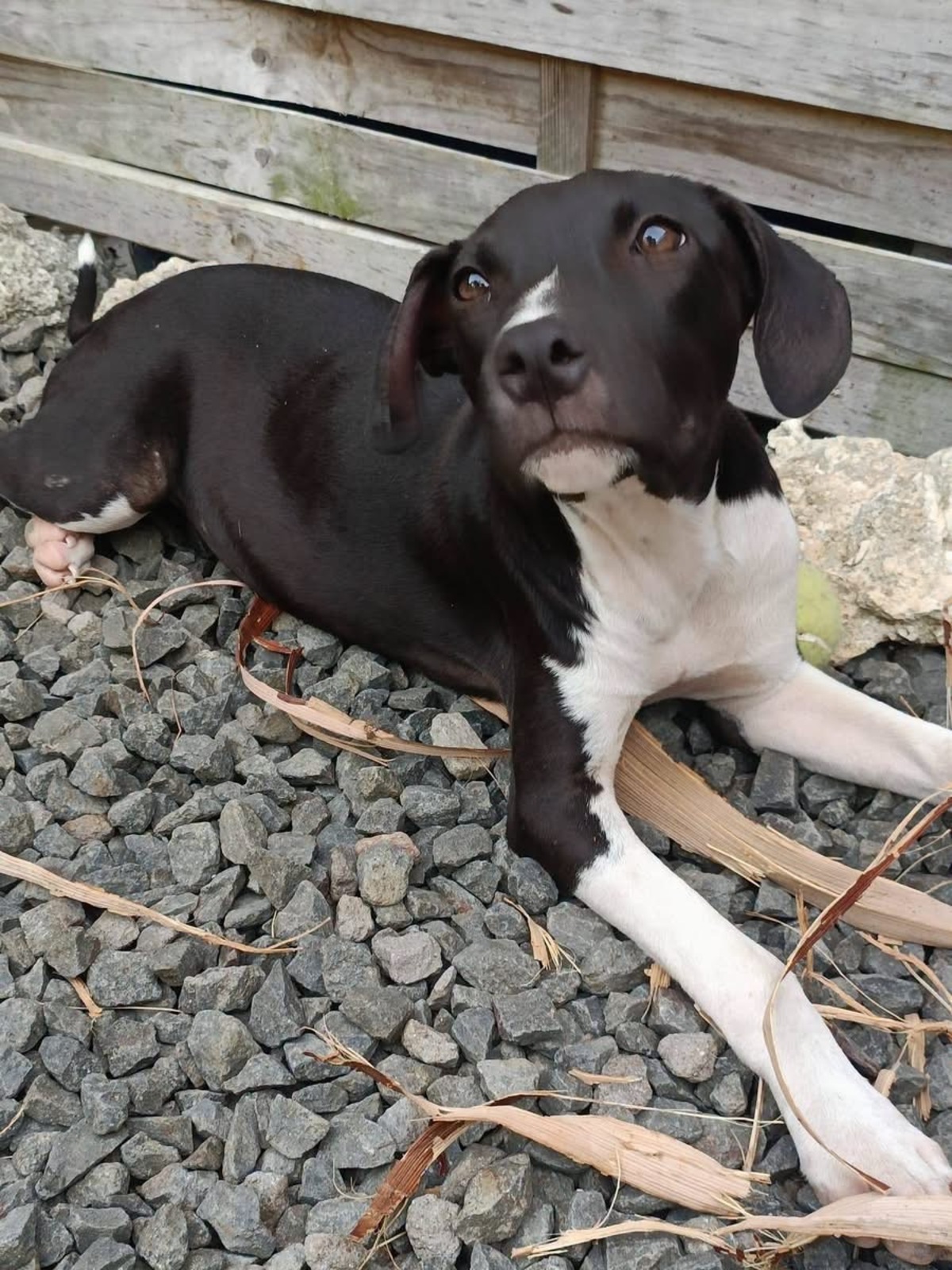 Adoption Bora