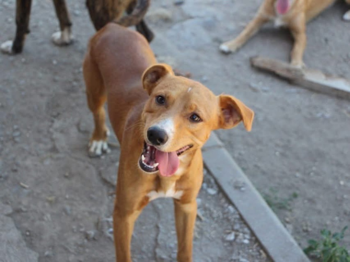 Adoption Charlie