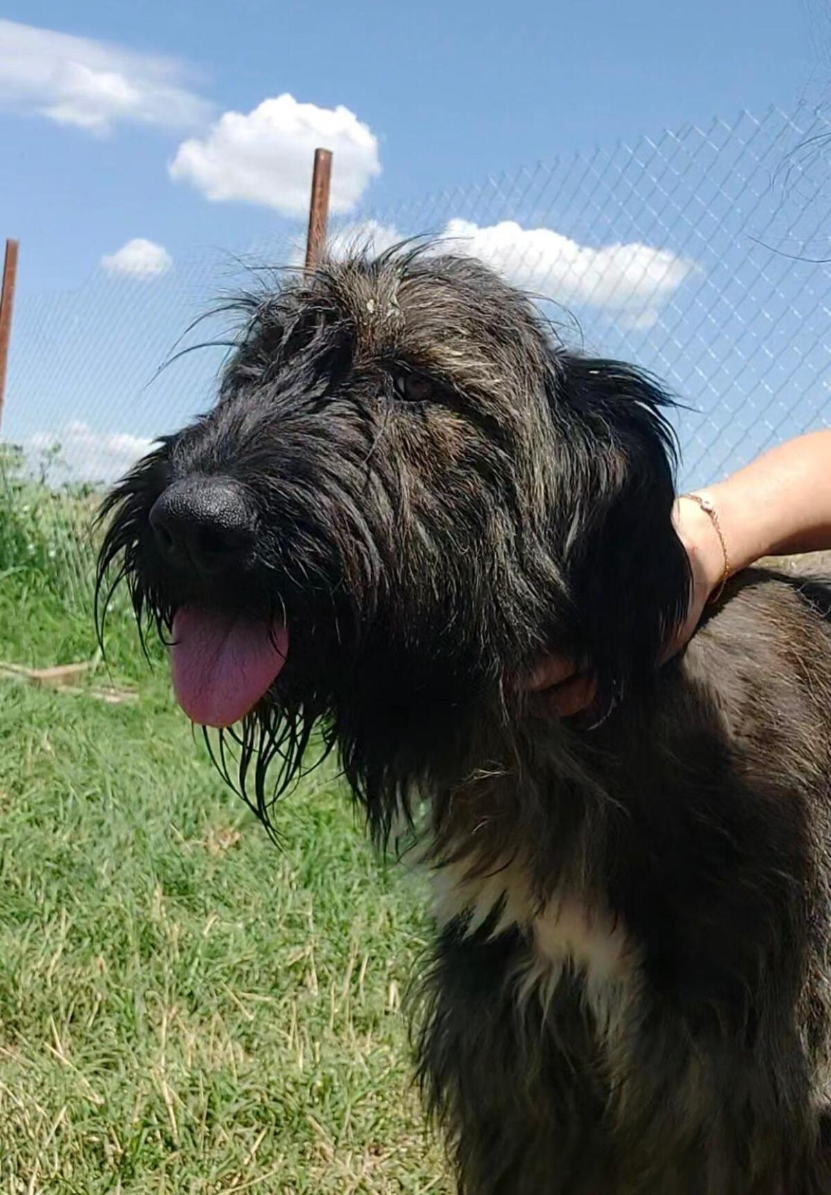 Adoption Candie