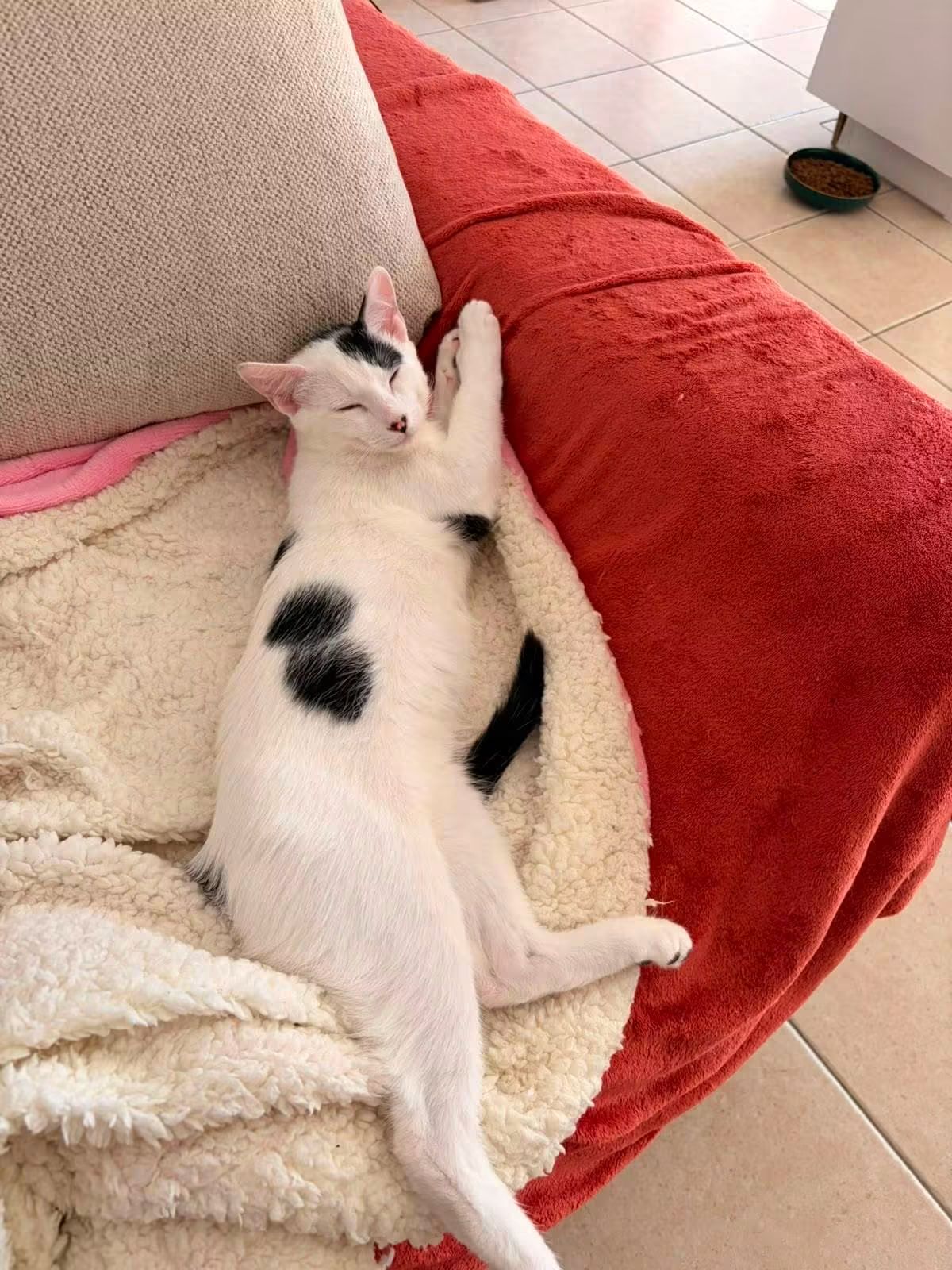 Adoption Bandit 