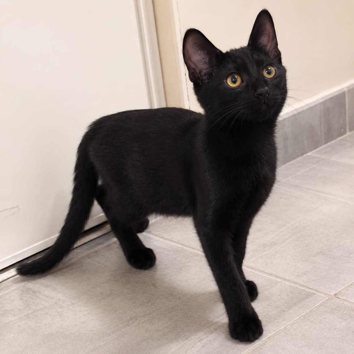 Adoption Orion