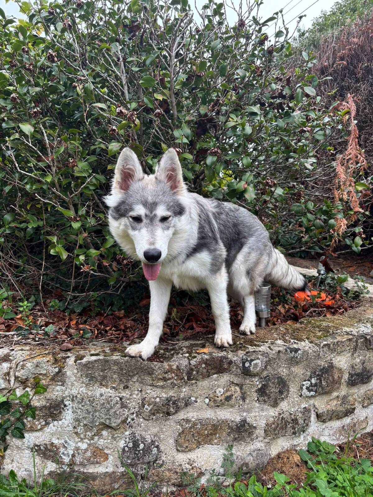 Adoption Bella