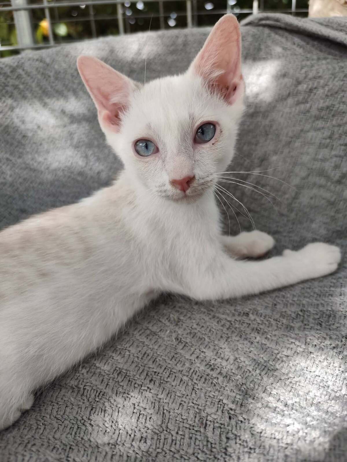 Adoption Bébé 