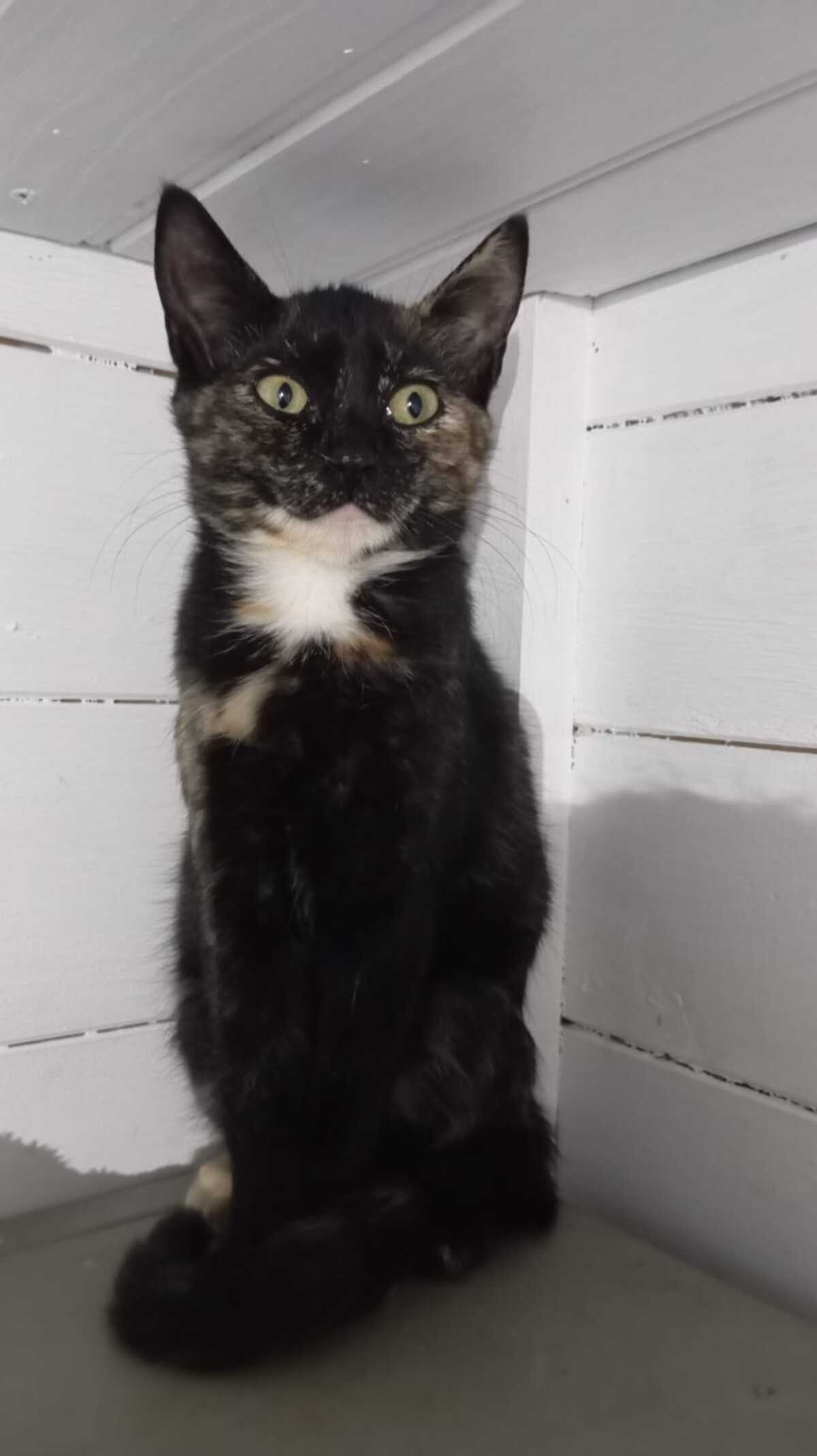 Adoption Guimauve