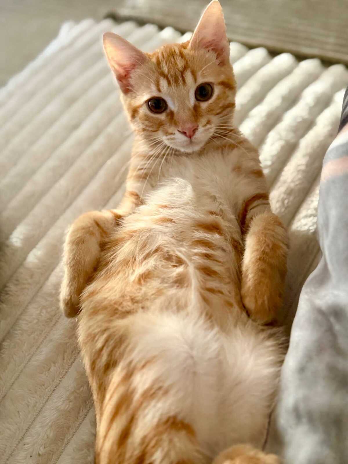 Adoption Shanks