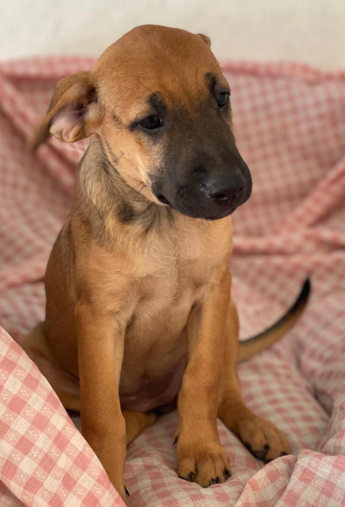 Adoption Libia