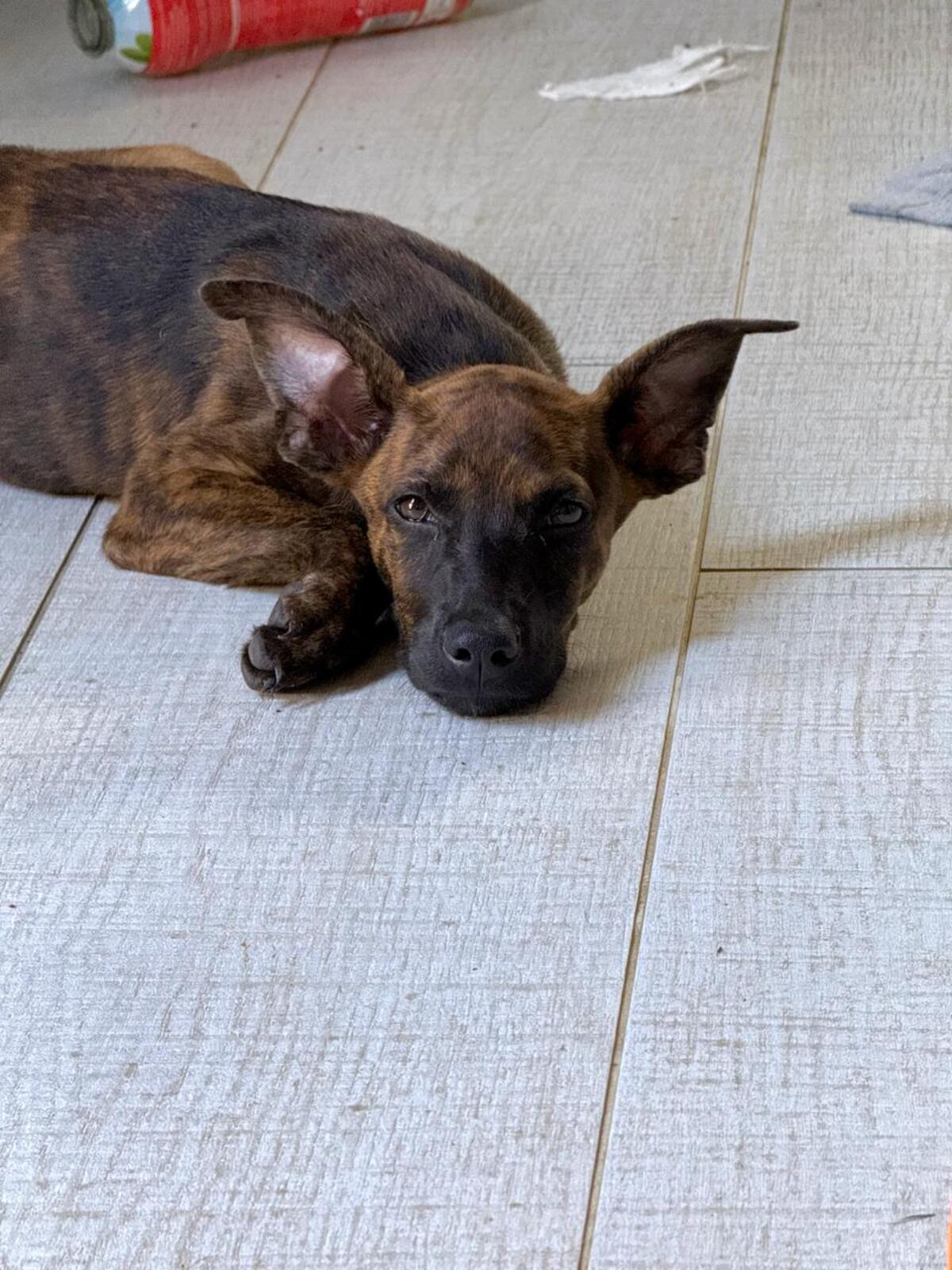 Adoption Syrius