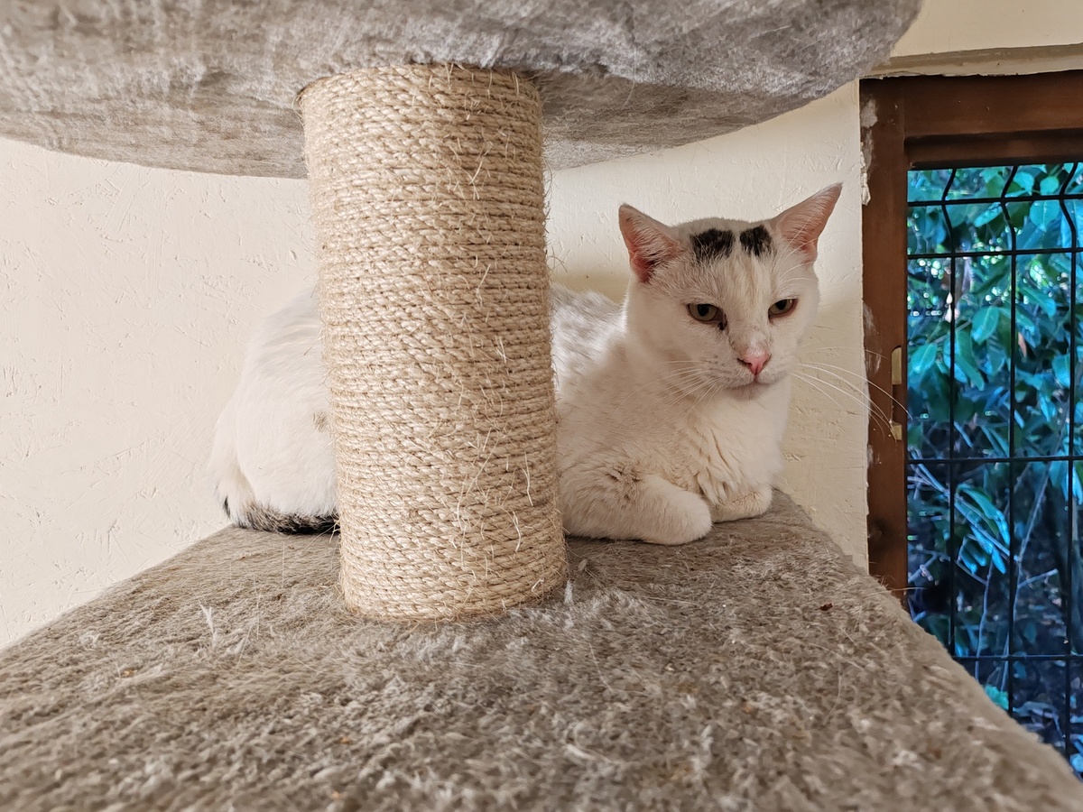 Adoption Picasso