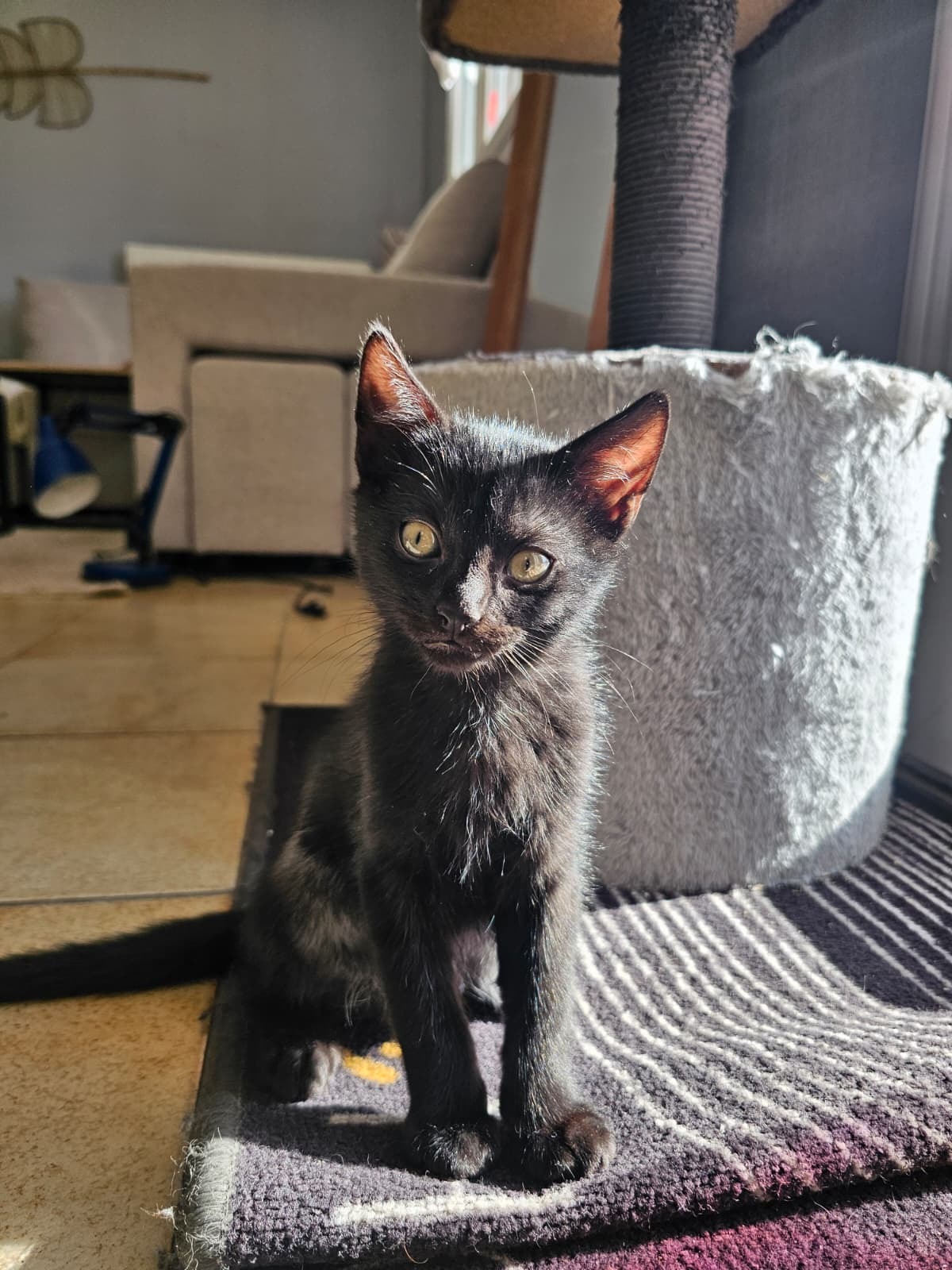 Adoption Barbouille