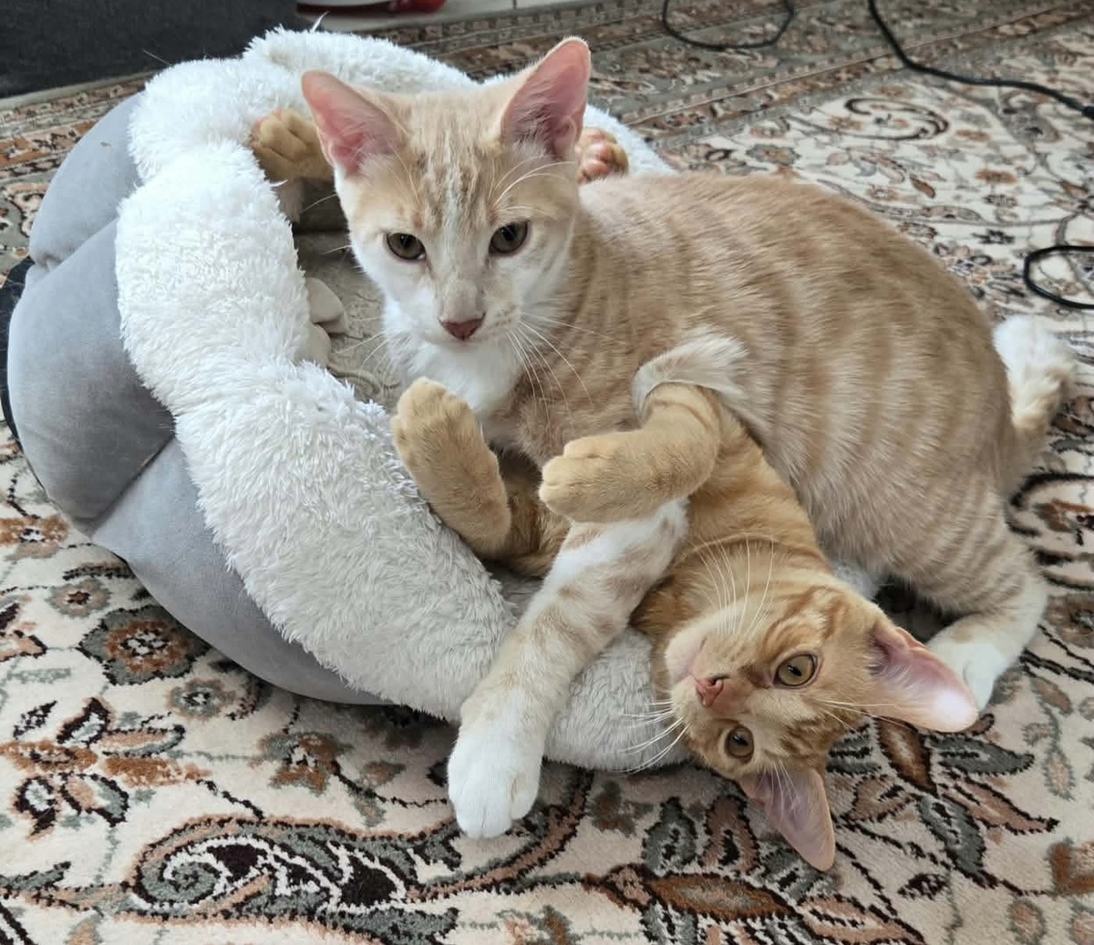 Adoption STINSON ET MOSBY