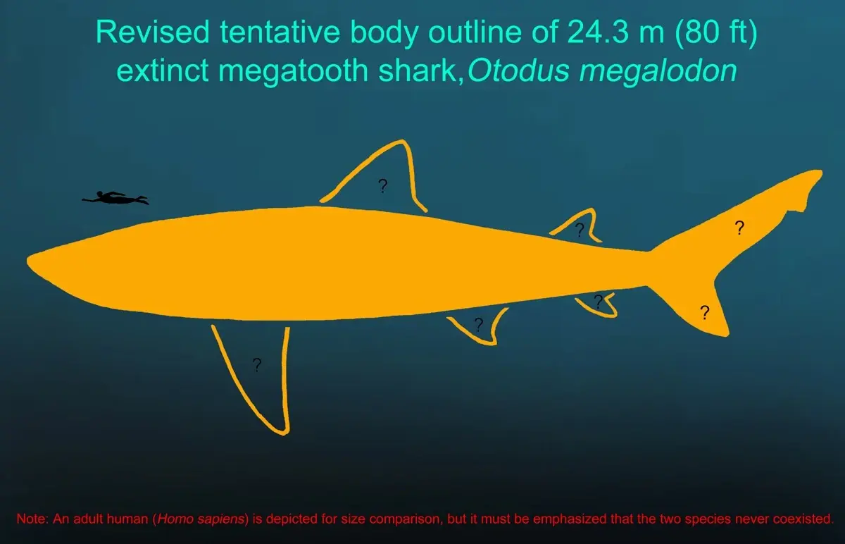 revised tentative body outline of 24.3m, extinct megatooh shark