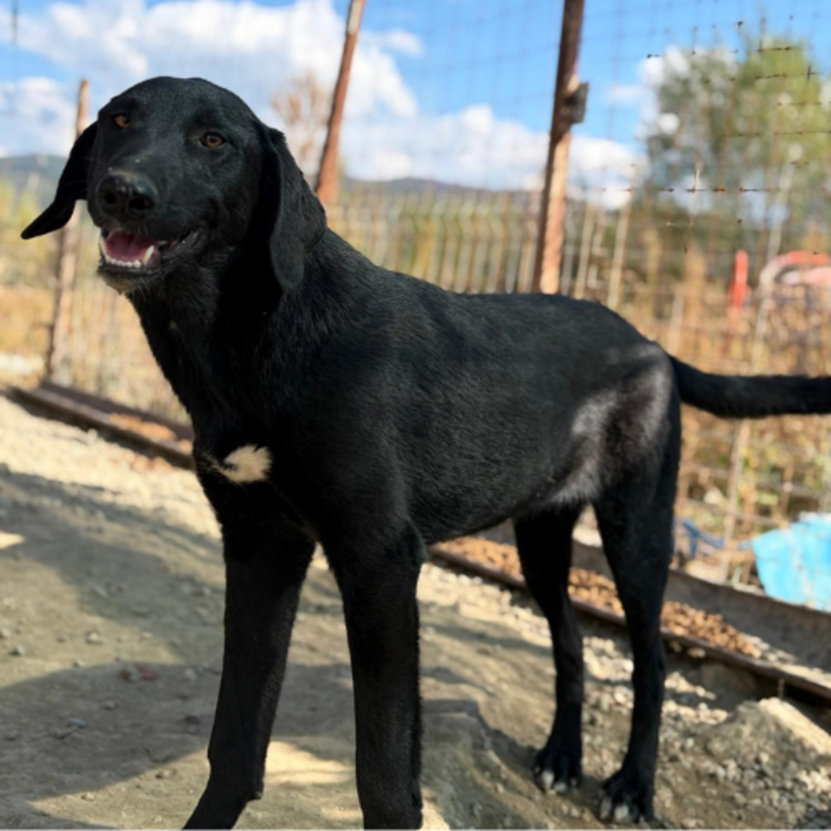 Adoption Scarlett