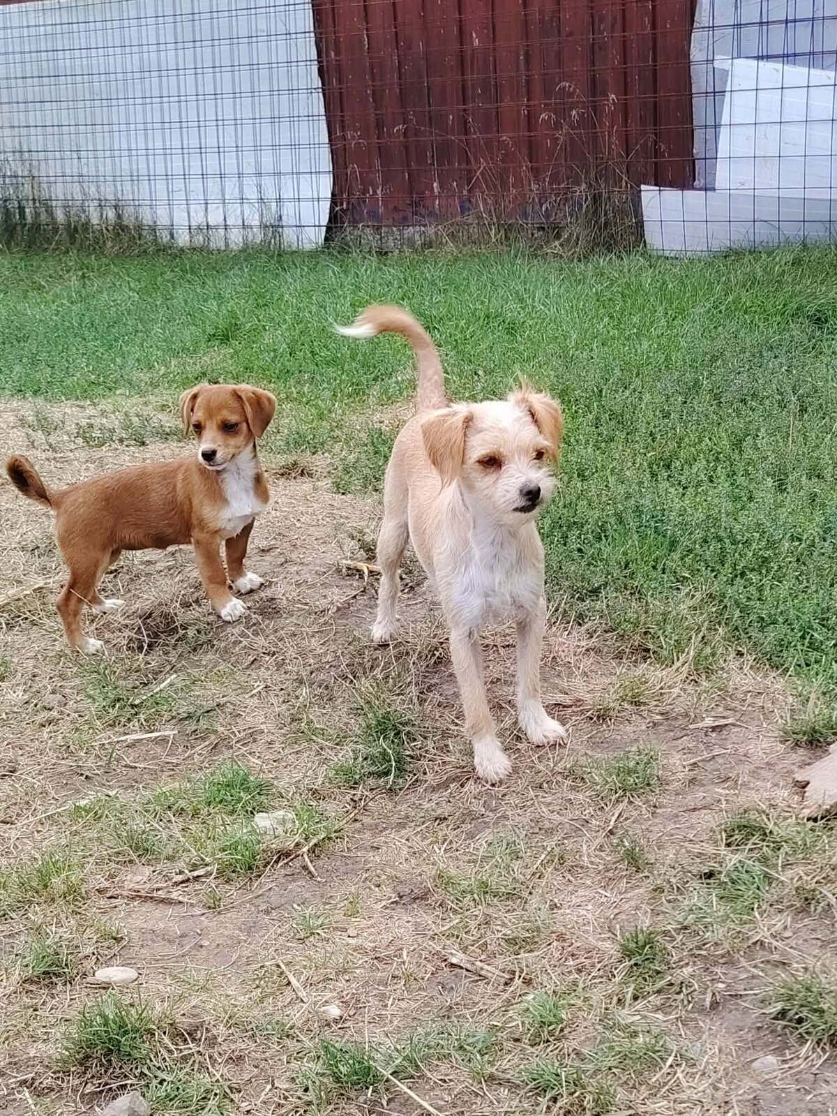 Adoption Bella