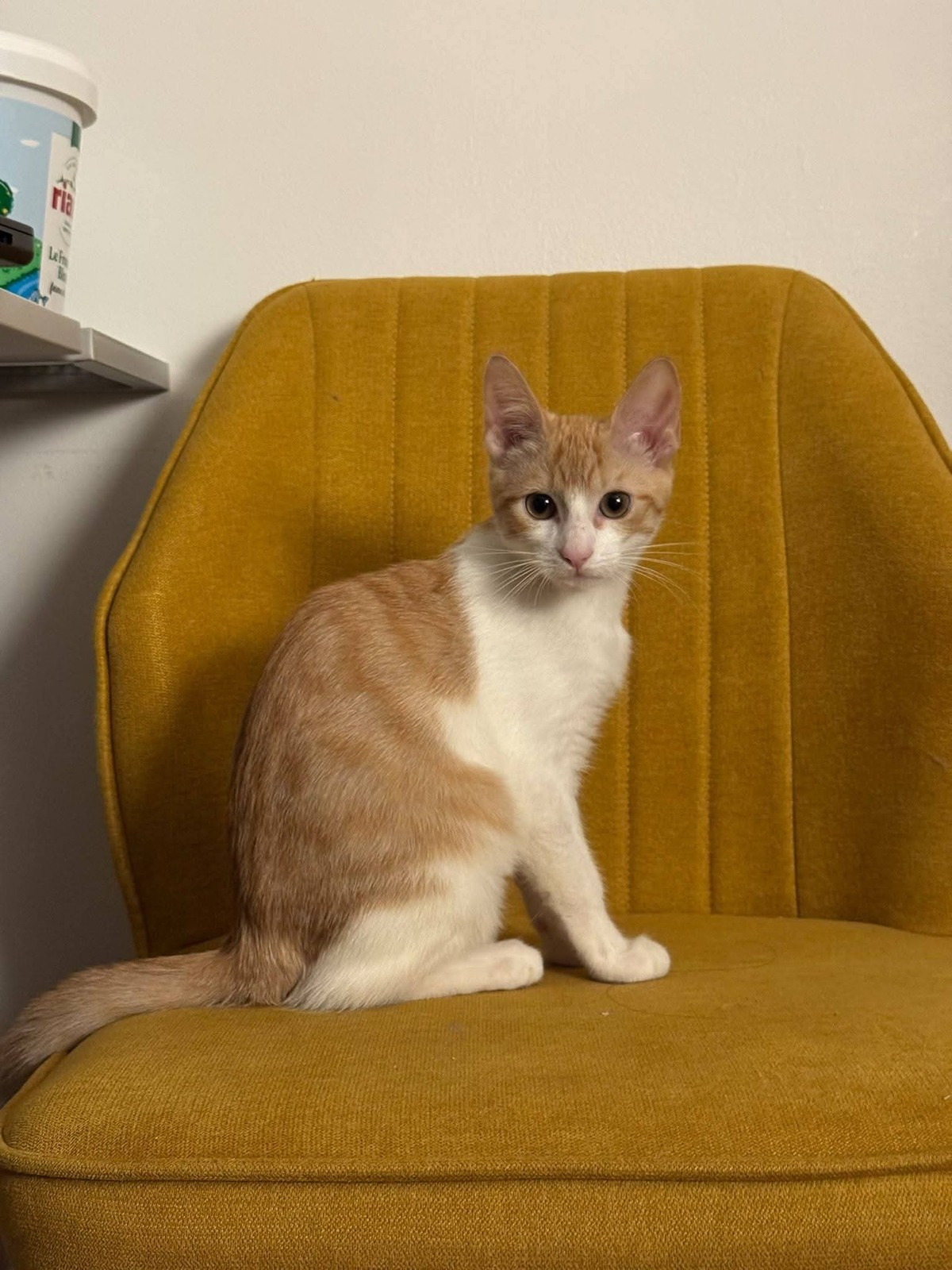 Adoption Curly