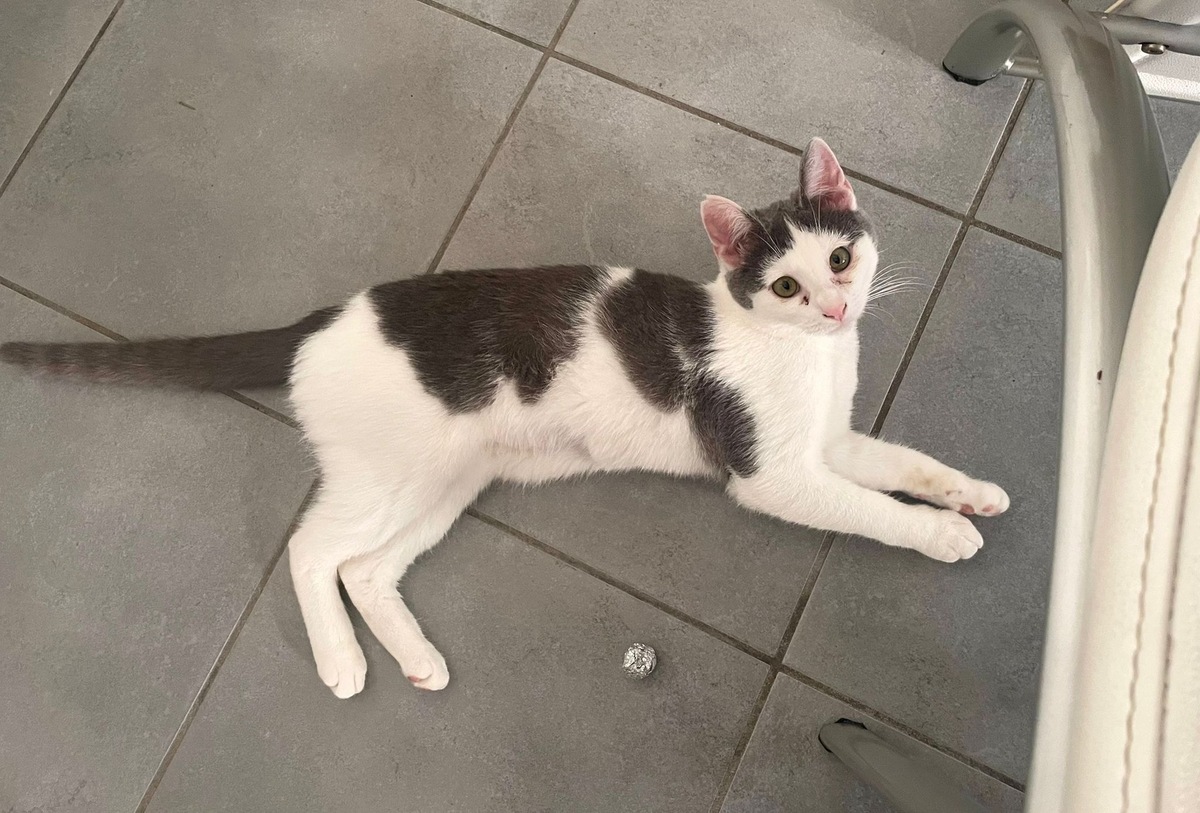 Adoption Oudinette