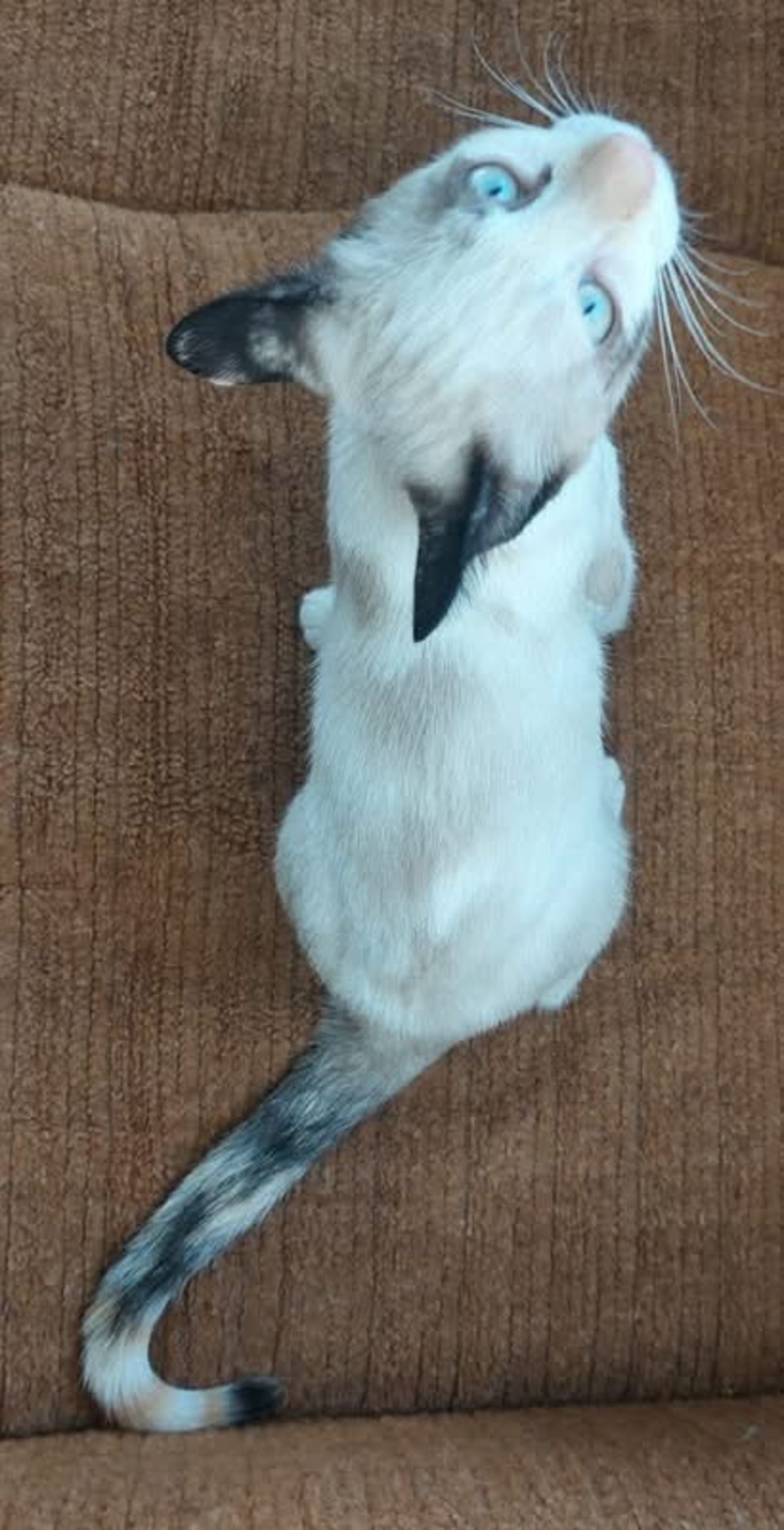 Adoption Madalena  
