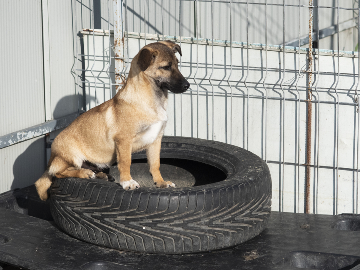 Adoption Madox