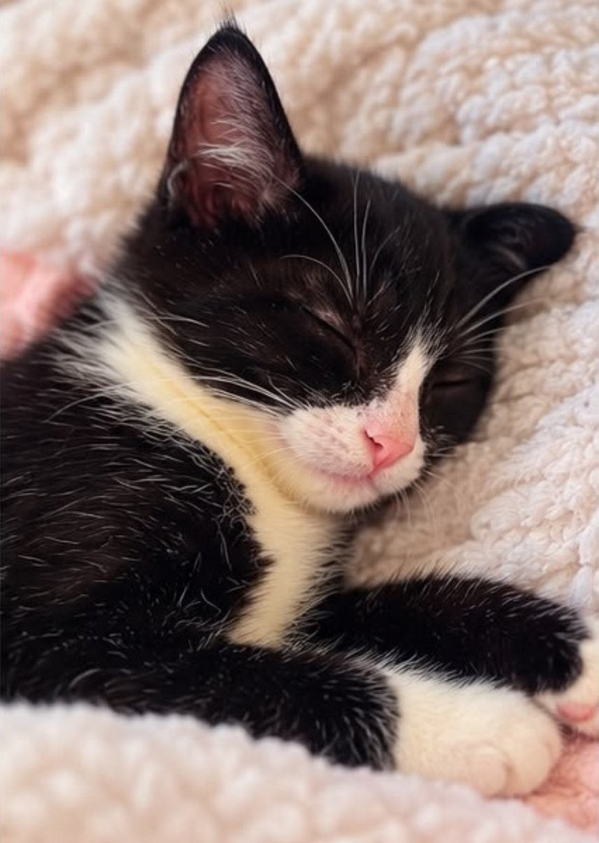 Adoption Pixel