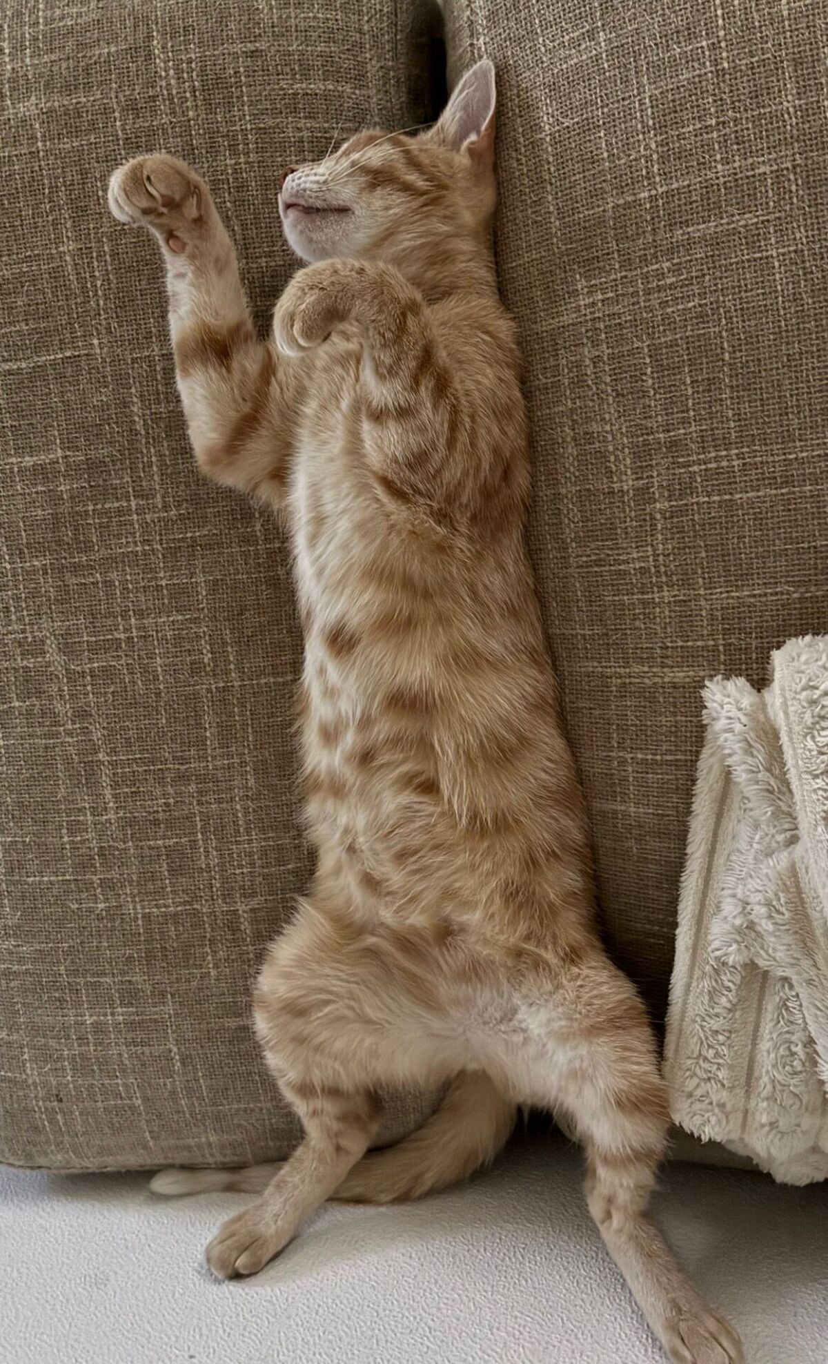 Adoption Meryl