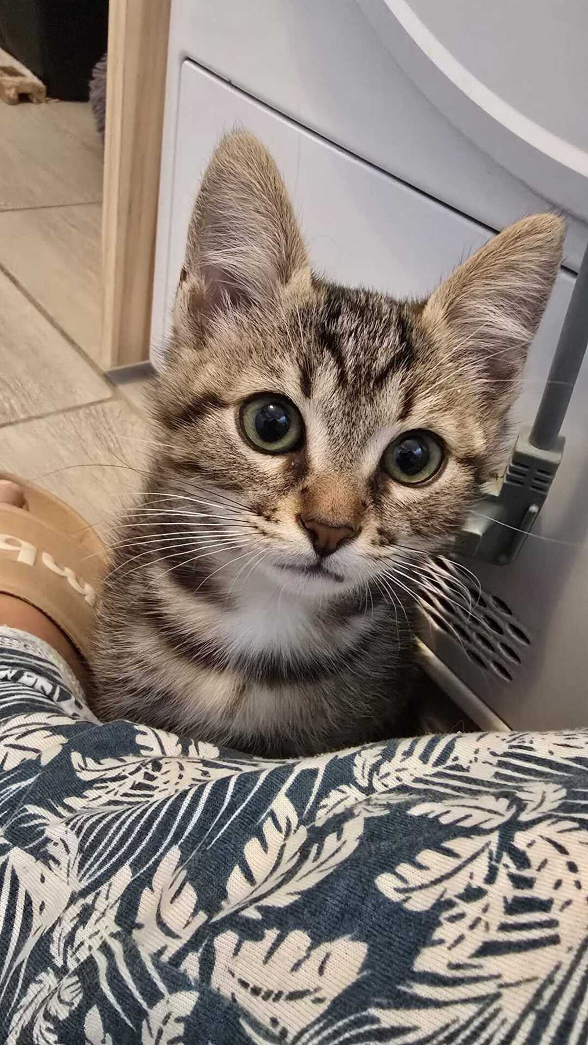 Adoption Bart