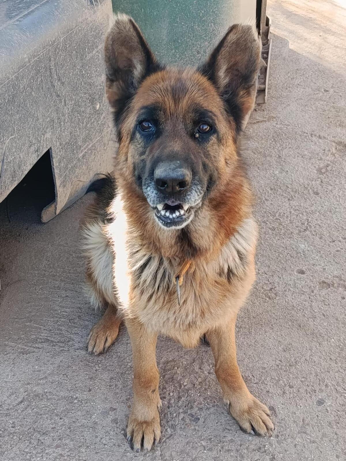 Adoption Chiruca