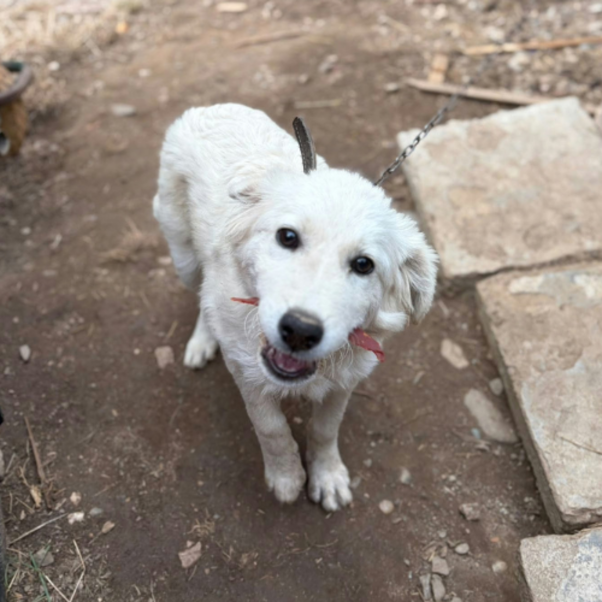Adoption Artic