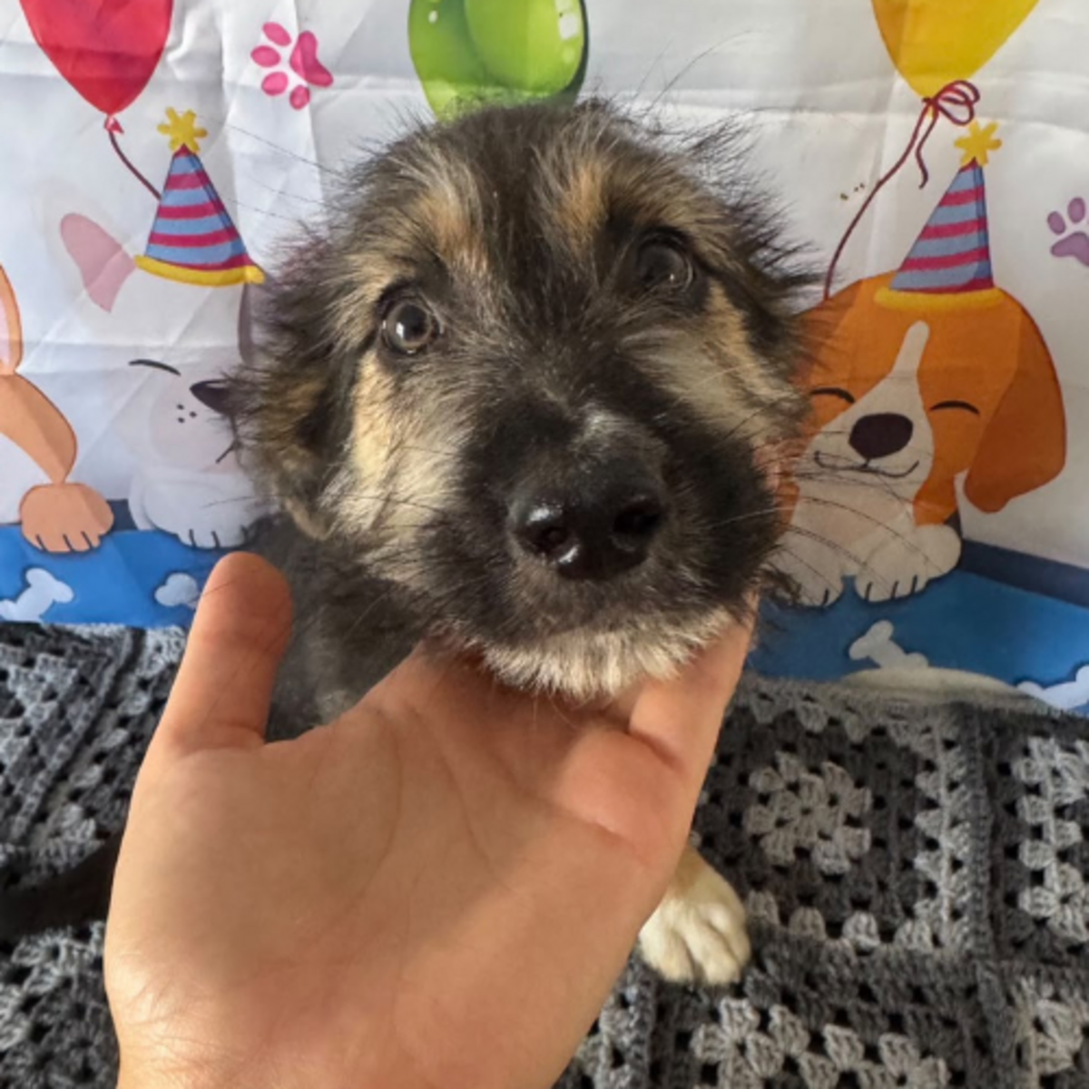 Adoption Maido