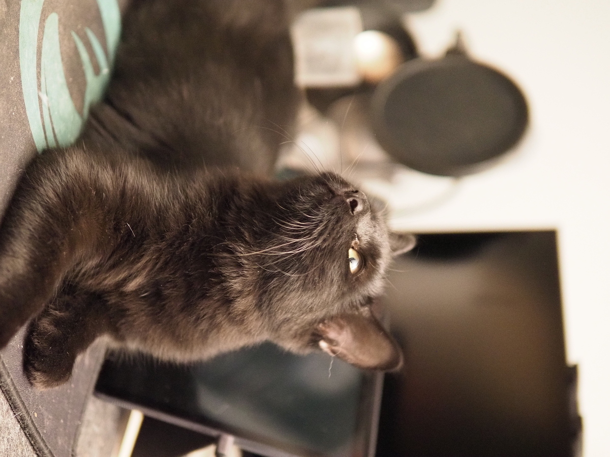 Adoption Berlioz