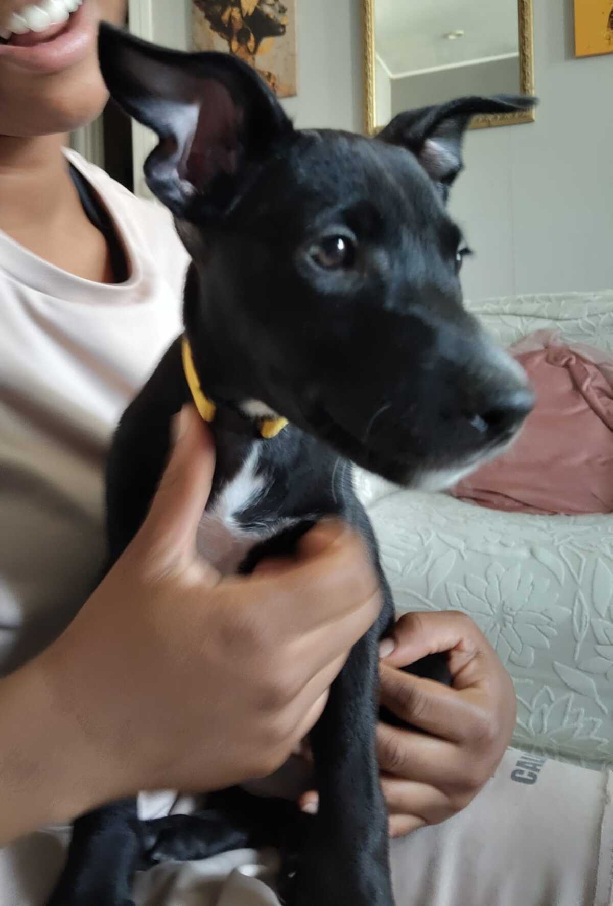Adoption Stella