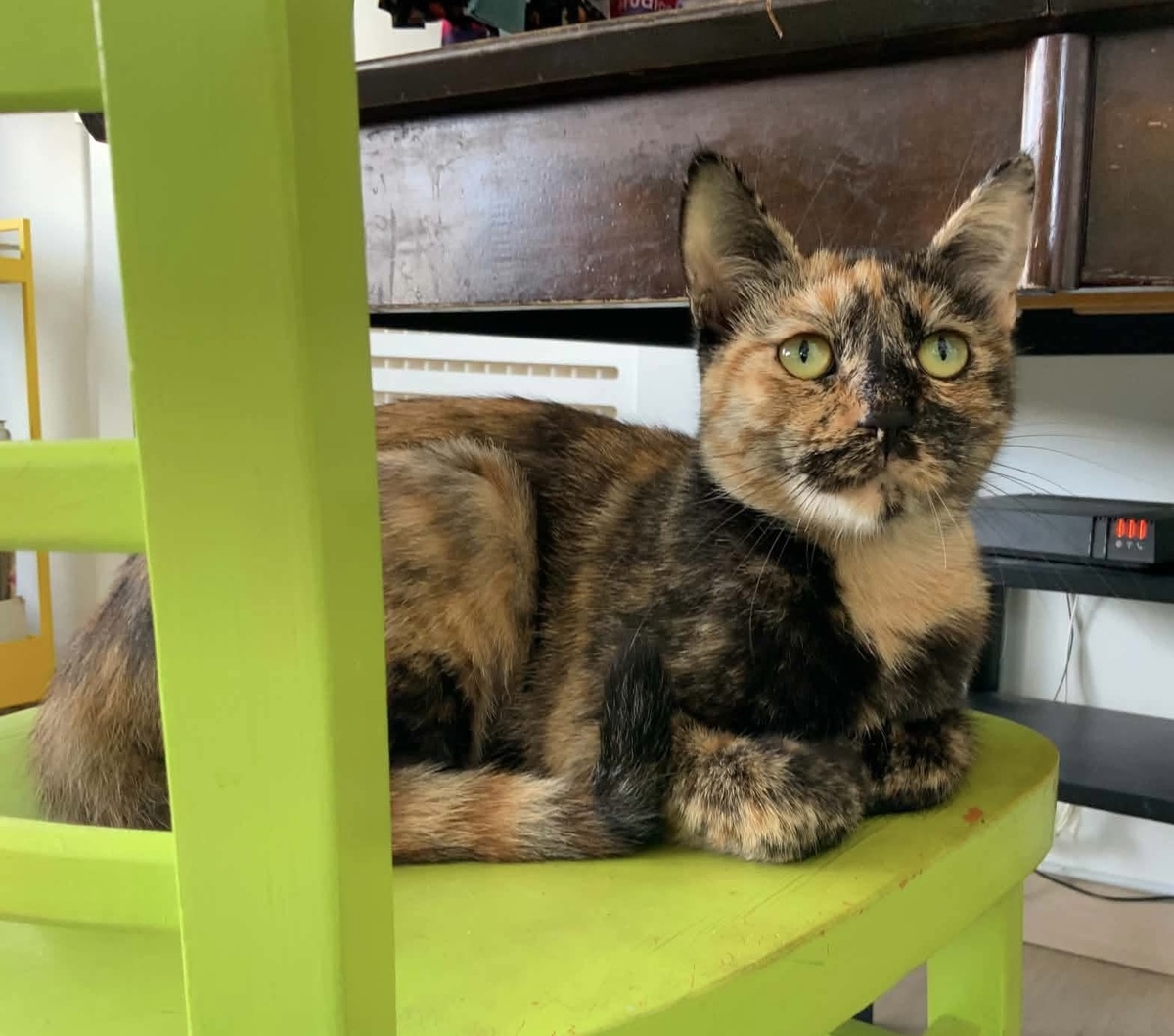 Adoption Zibeline
