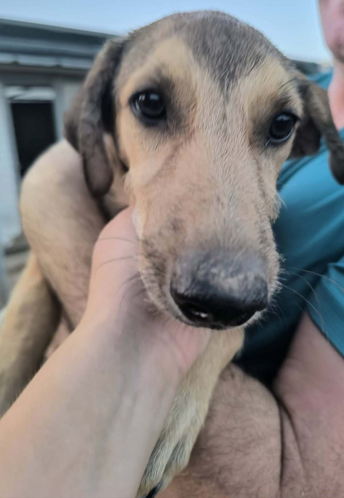 Adoption Sandía
