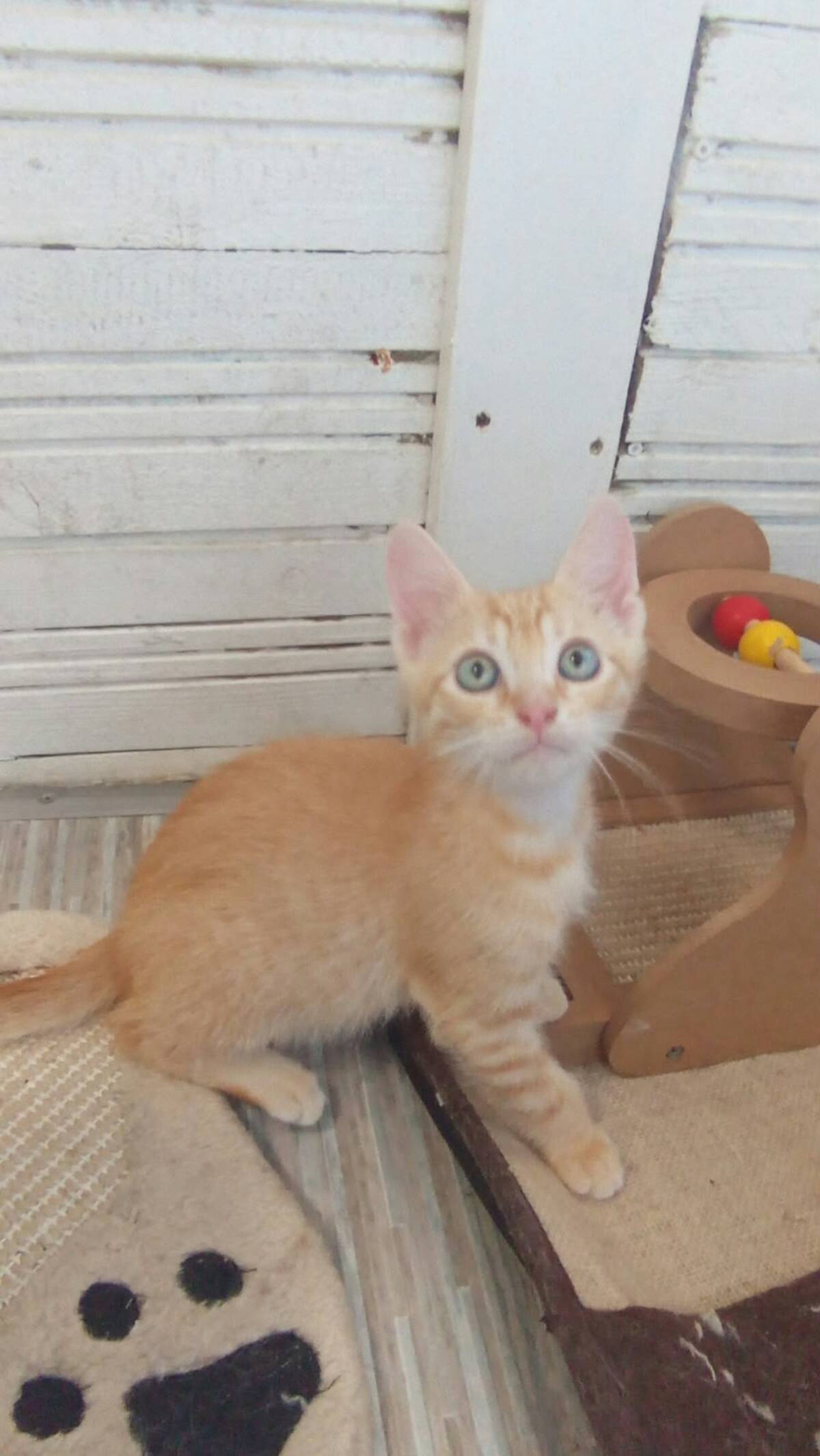 Adoption Jupiter