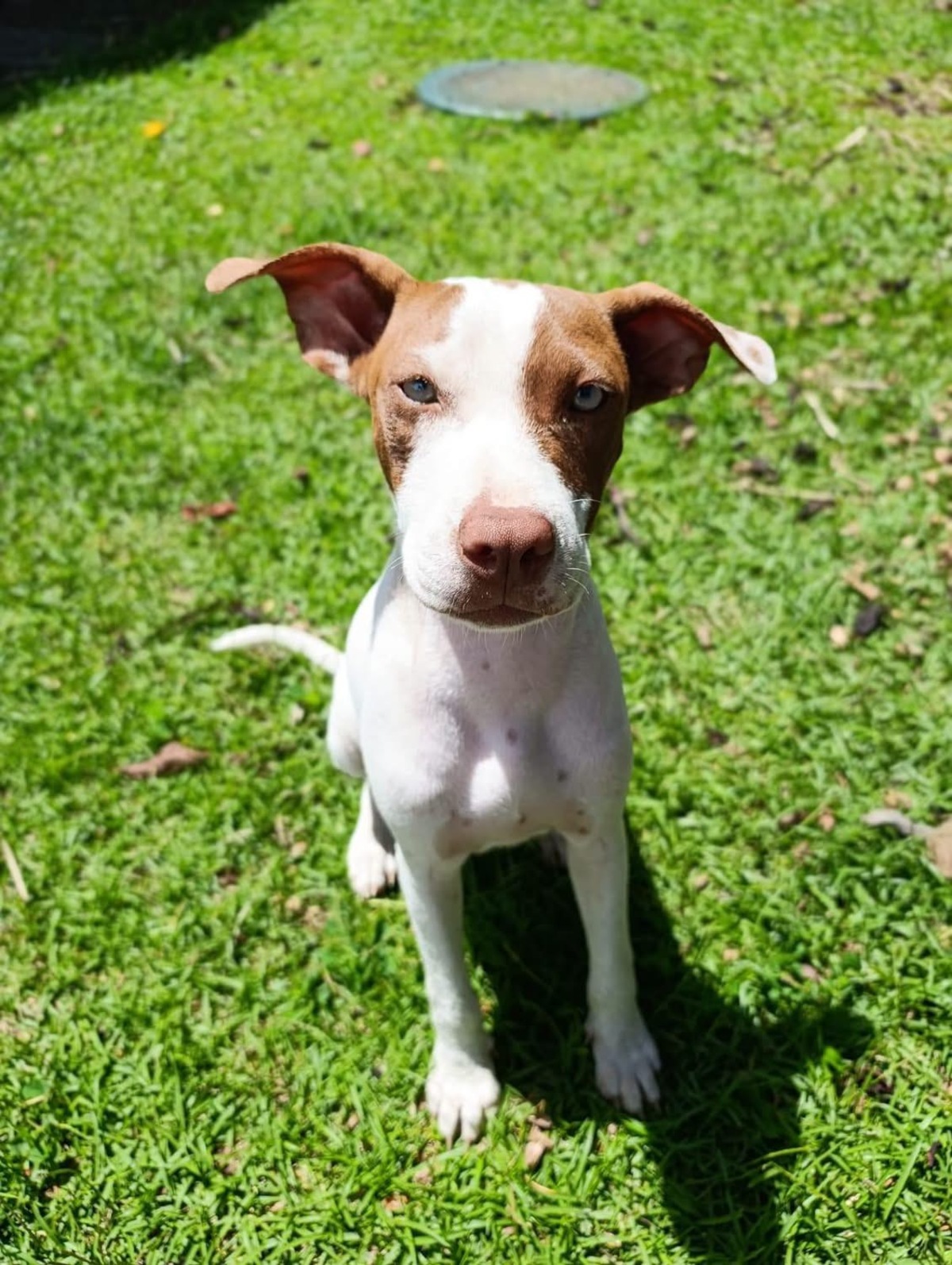 Adoption Bulle
