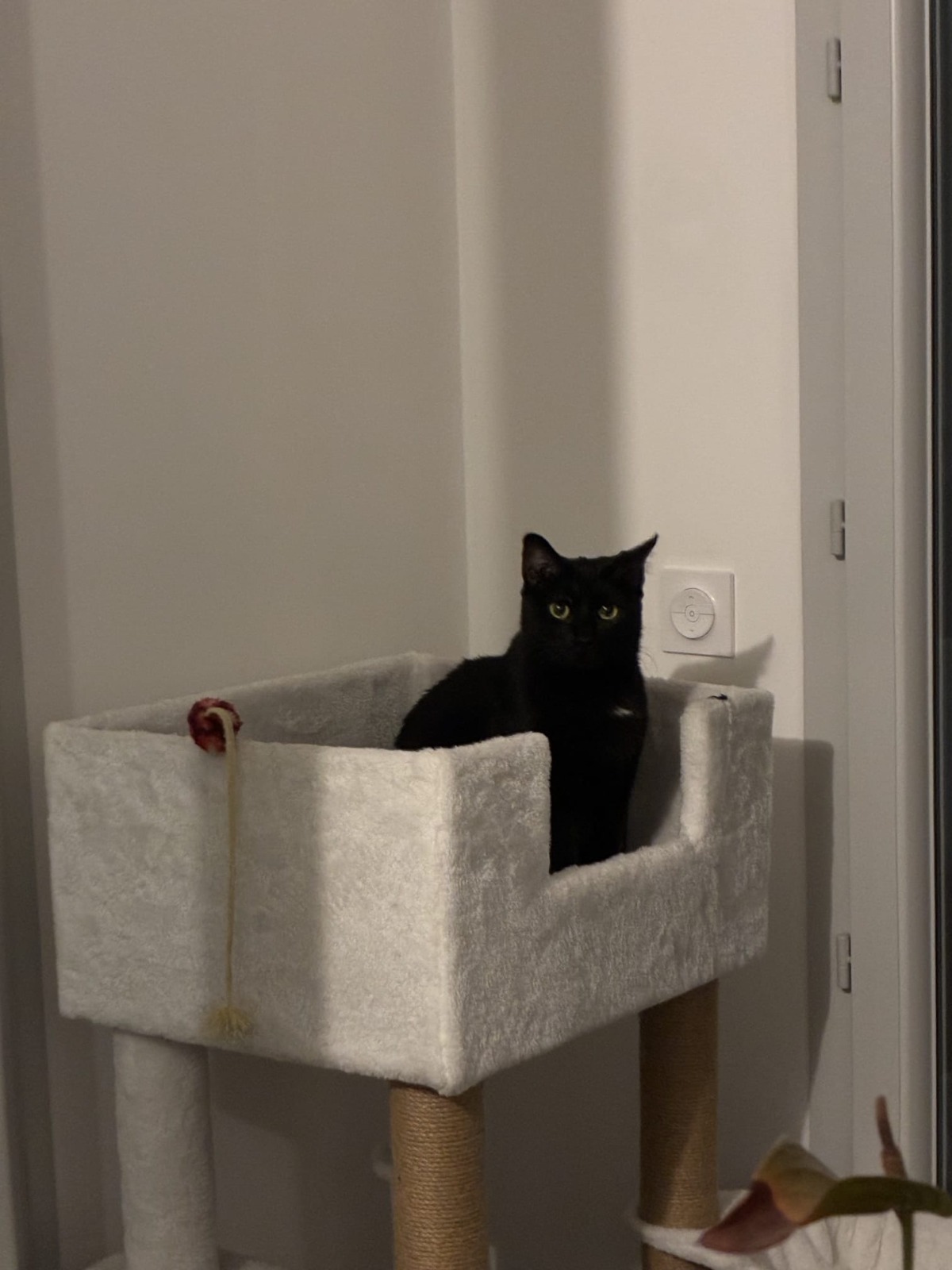 Adoption Onyx