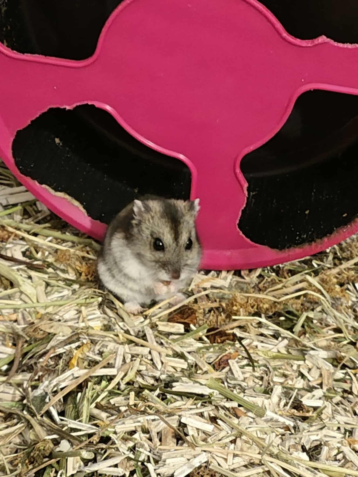 Adoption Pawmi
