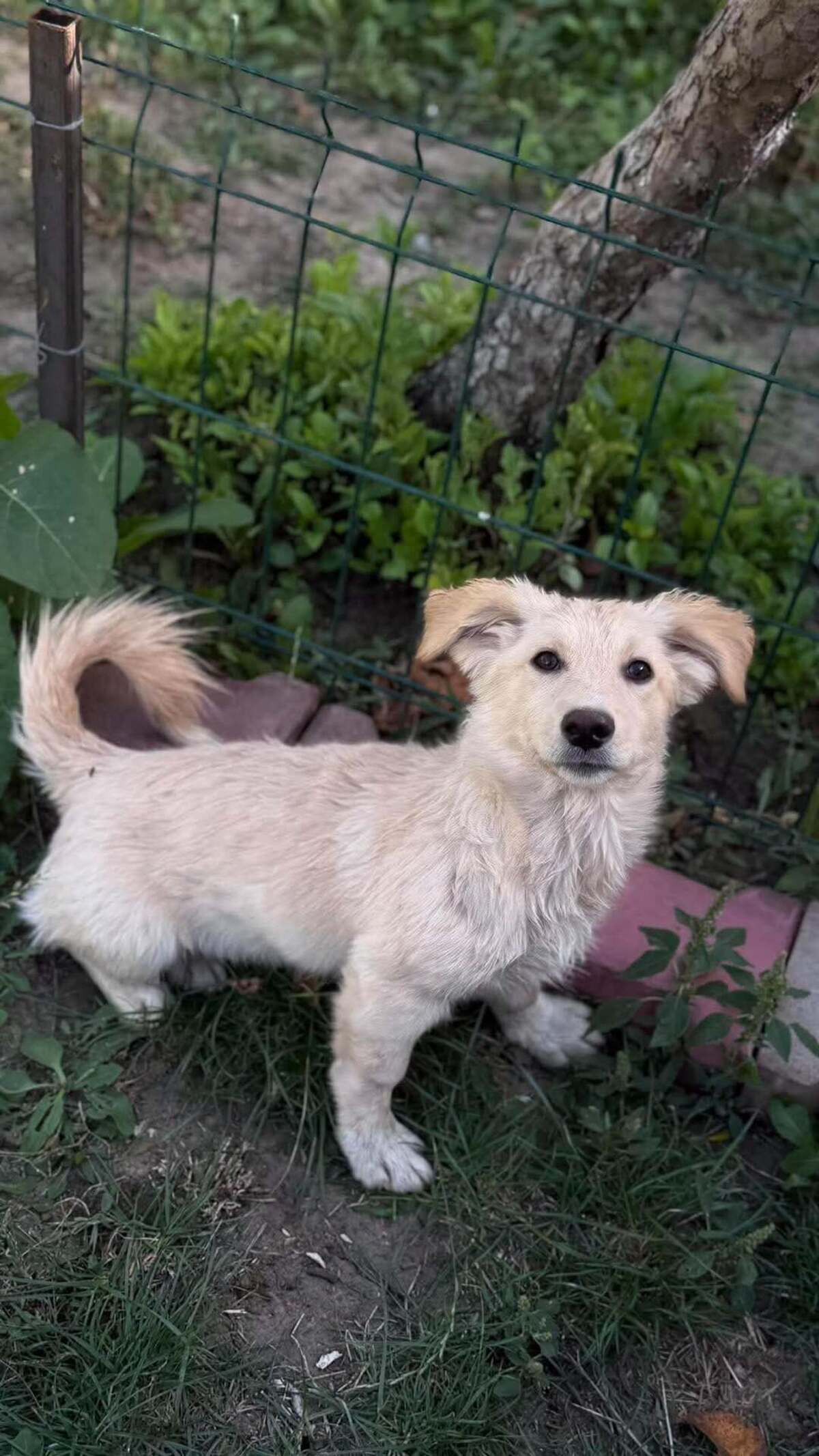 Adoption Rooney