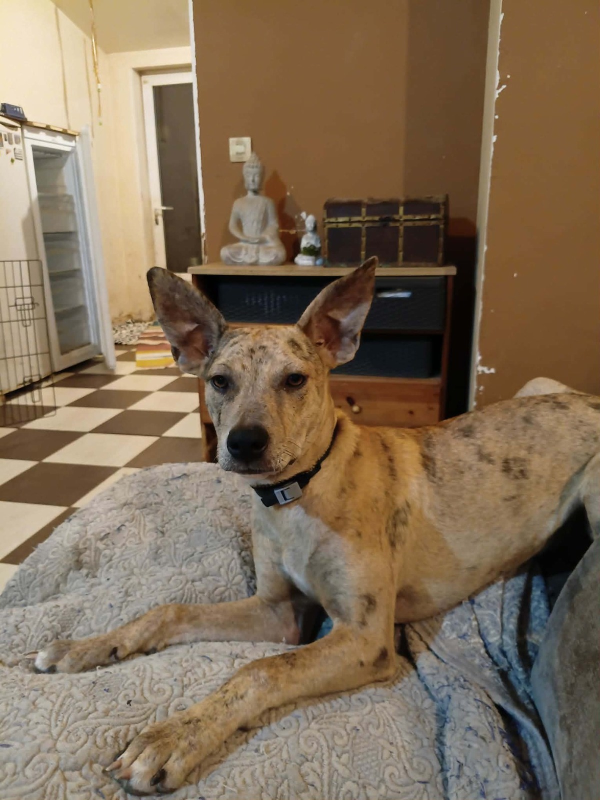 Adoption Bahia