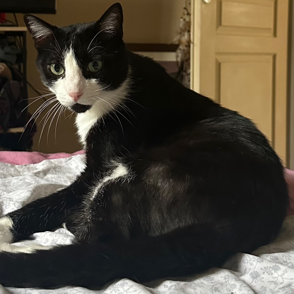 Adoption Marius