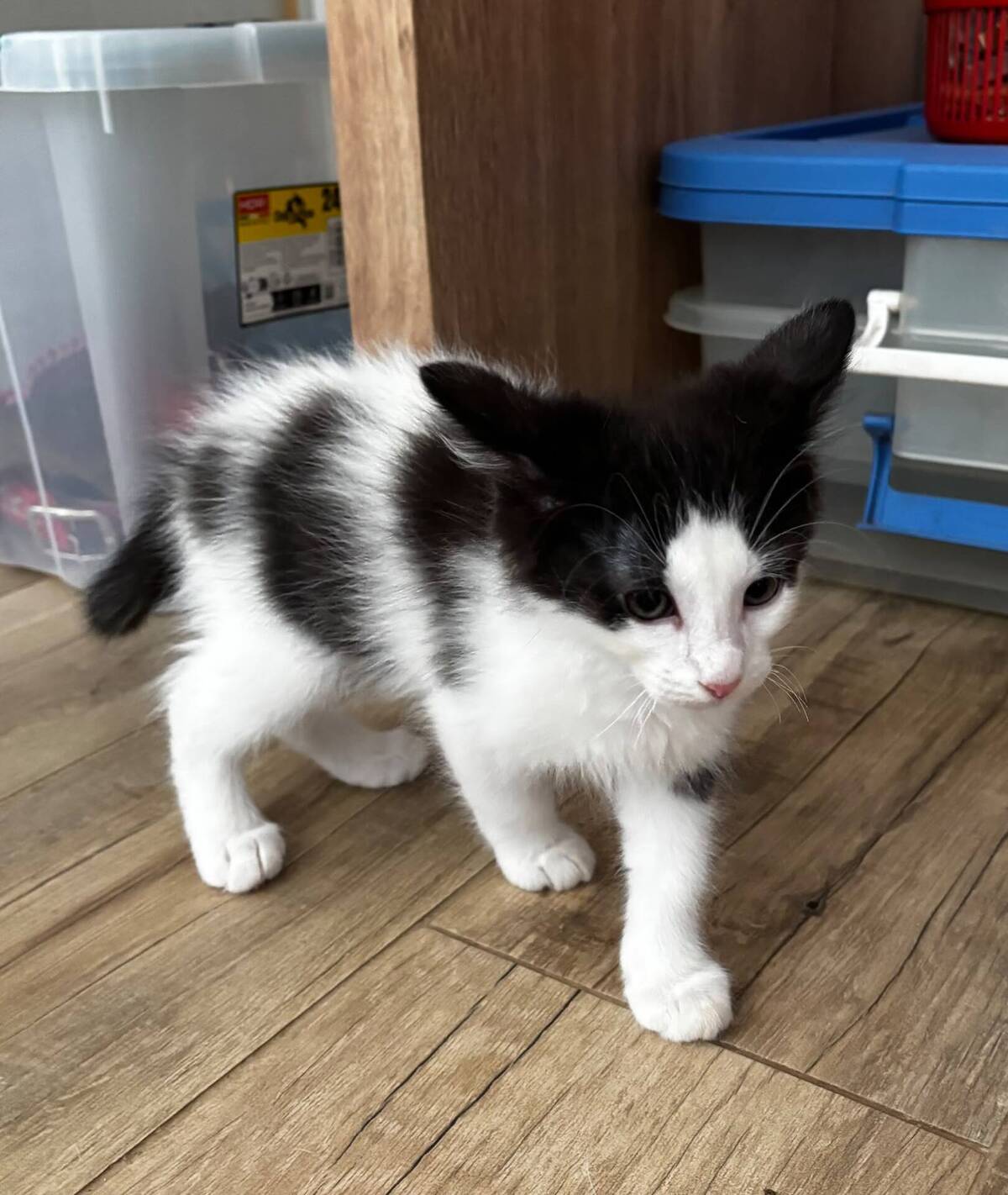 Adoption BACCHUS