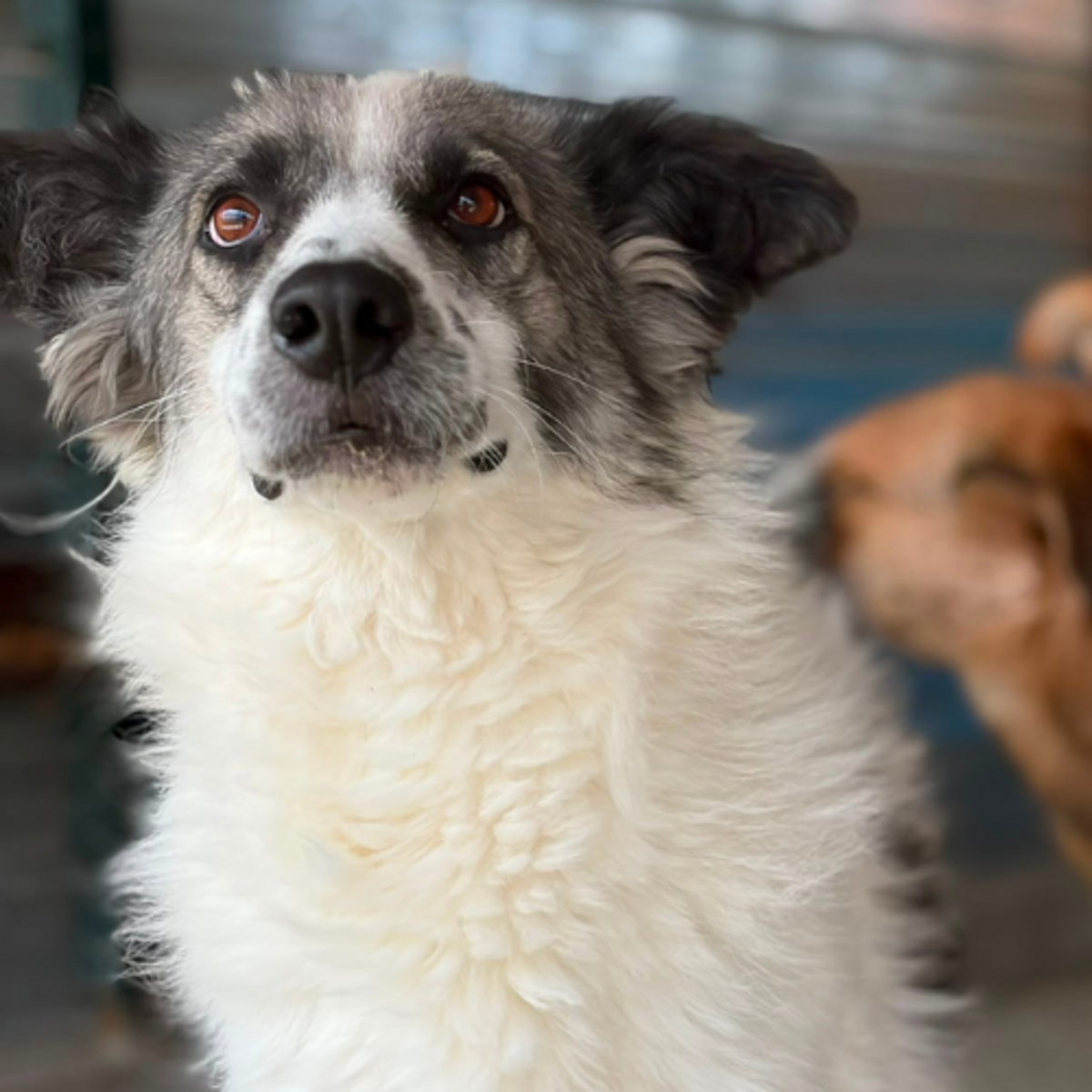 Adoption JOKIA