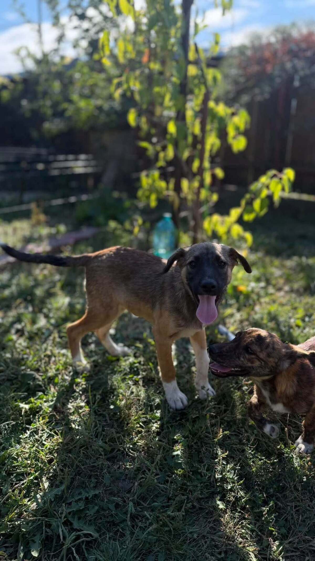 Adoption Saxo
