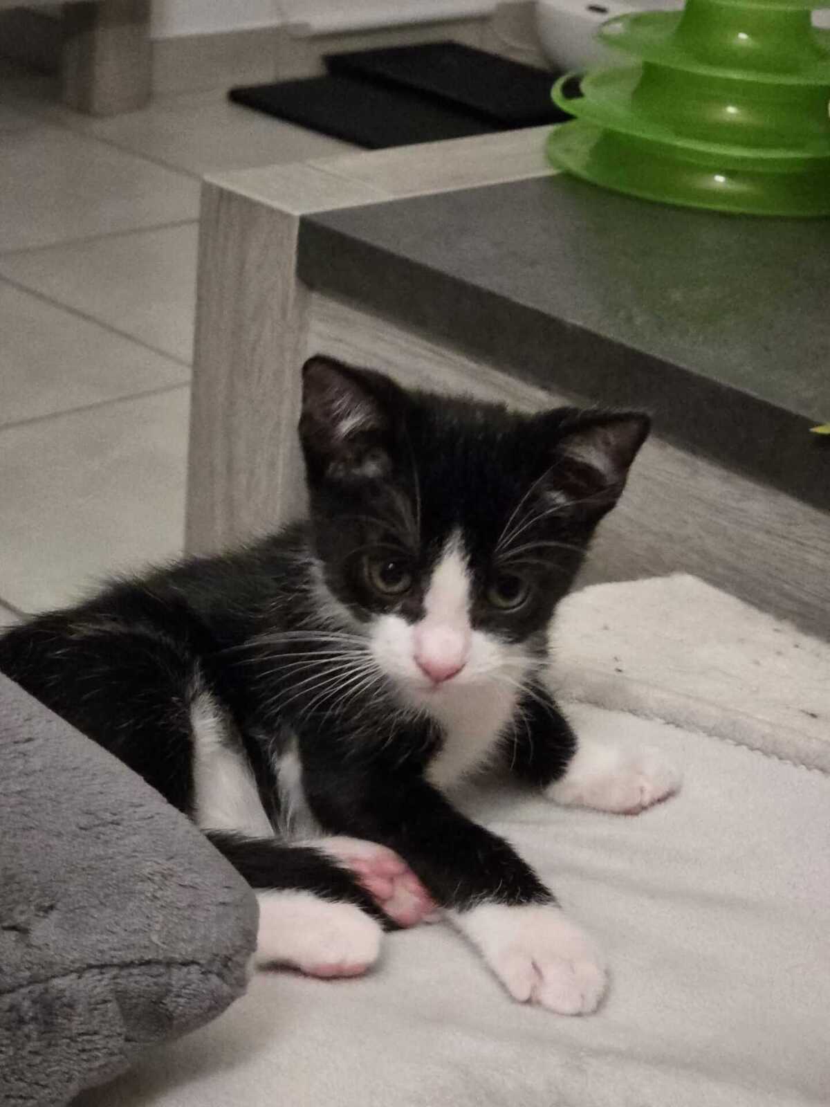 Adoption Yuzu