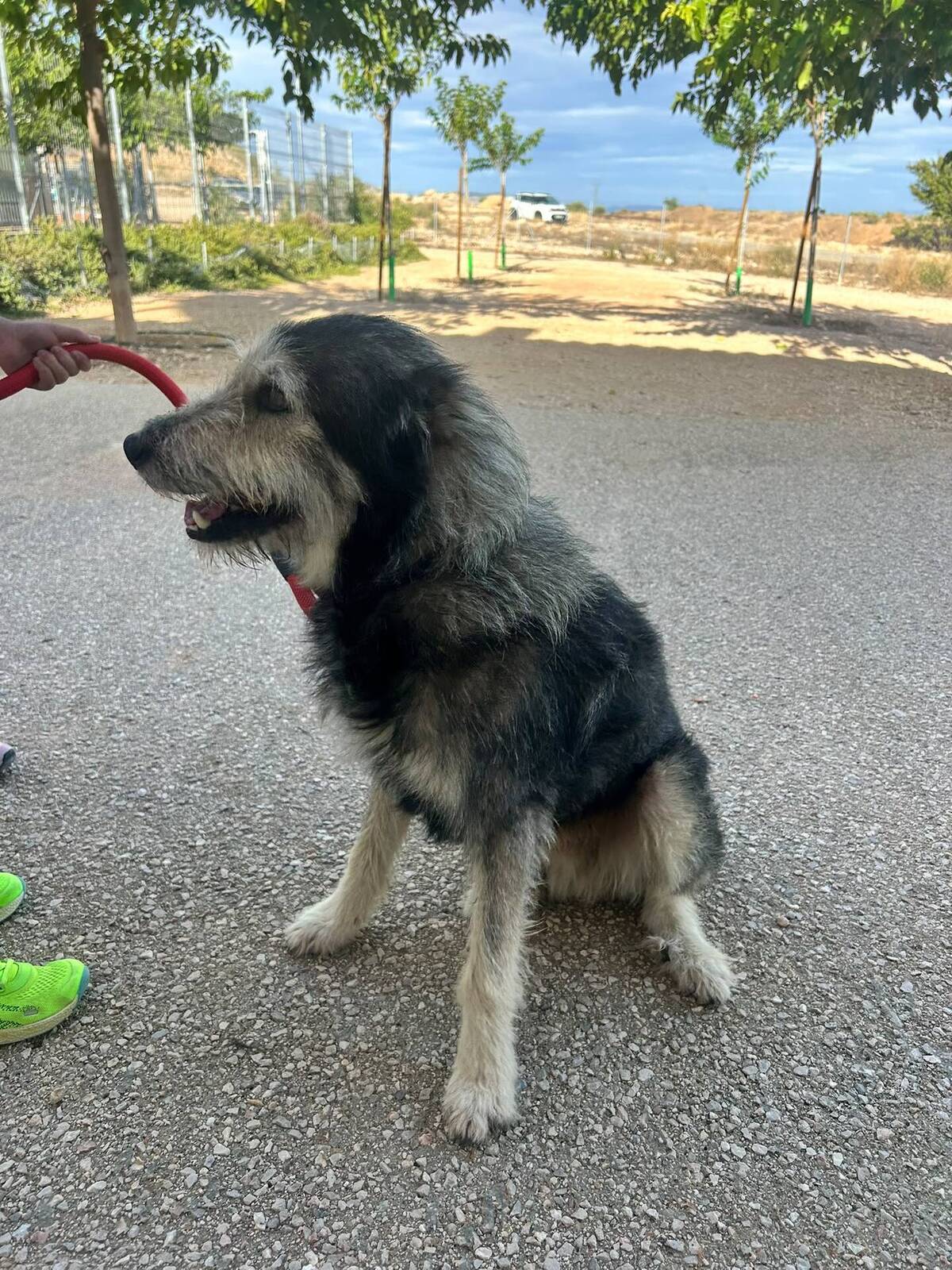Adoption Sam