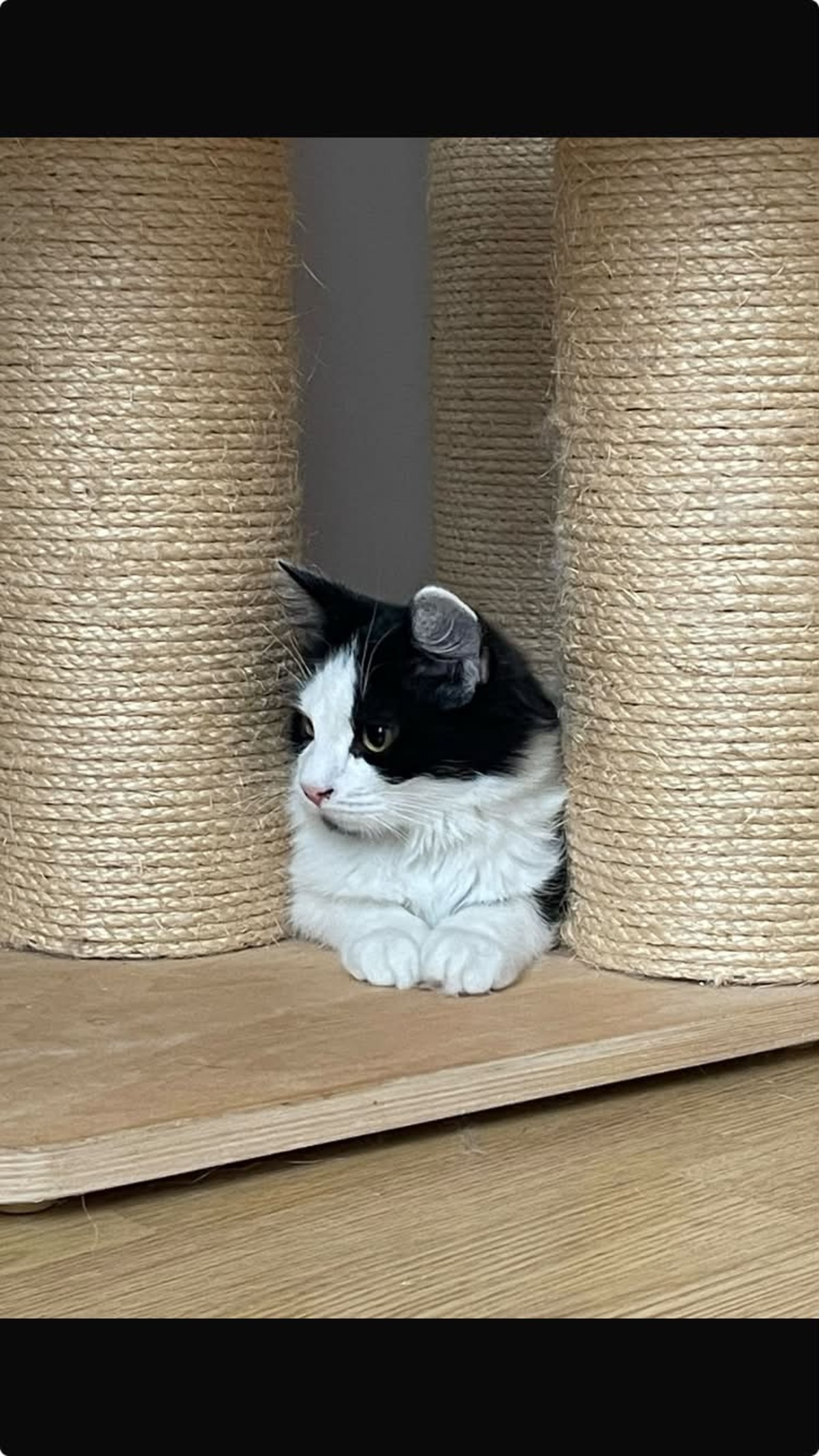 Adoption Berlioz