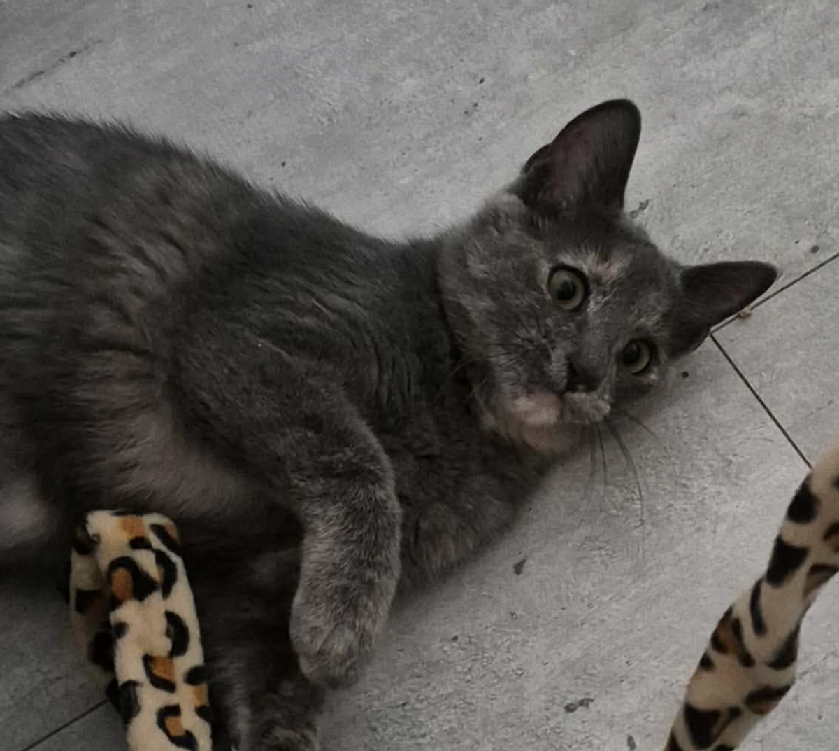 Adoption BANZAI